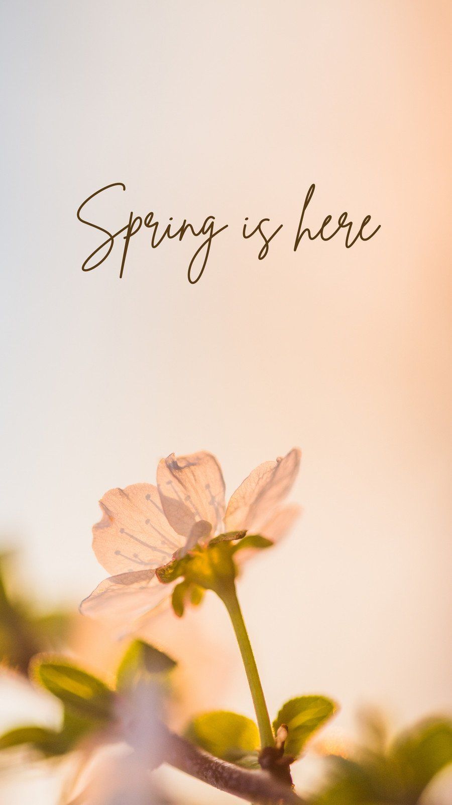 900x1600 spring flower wallpaper templates