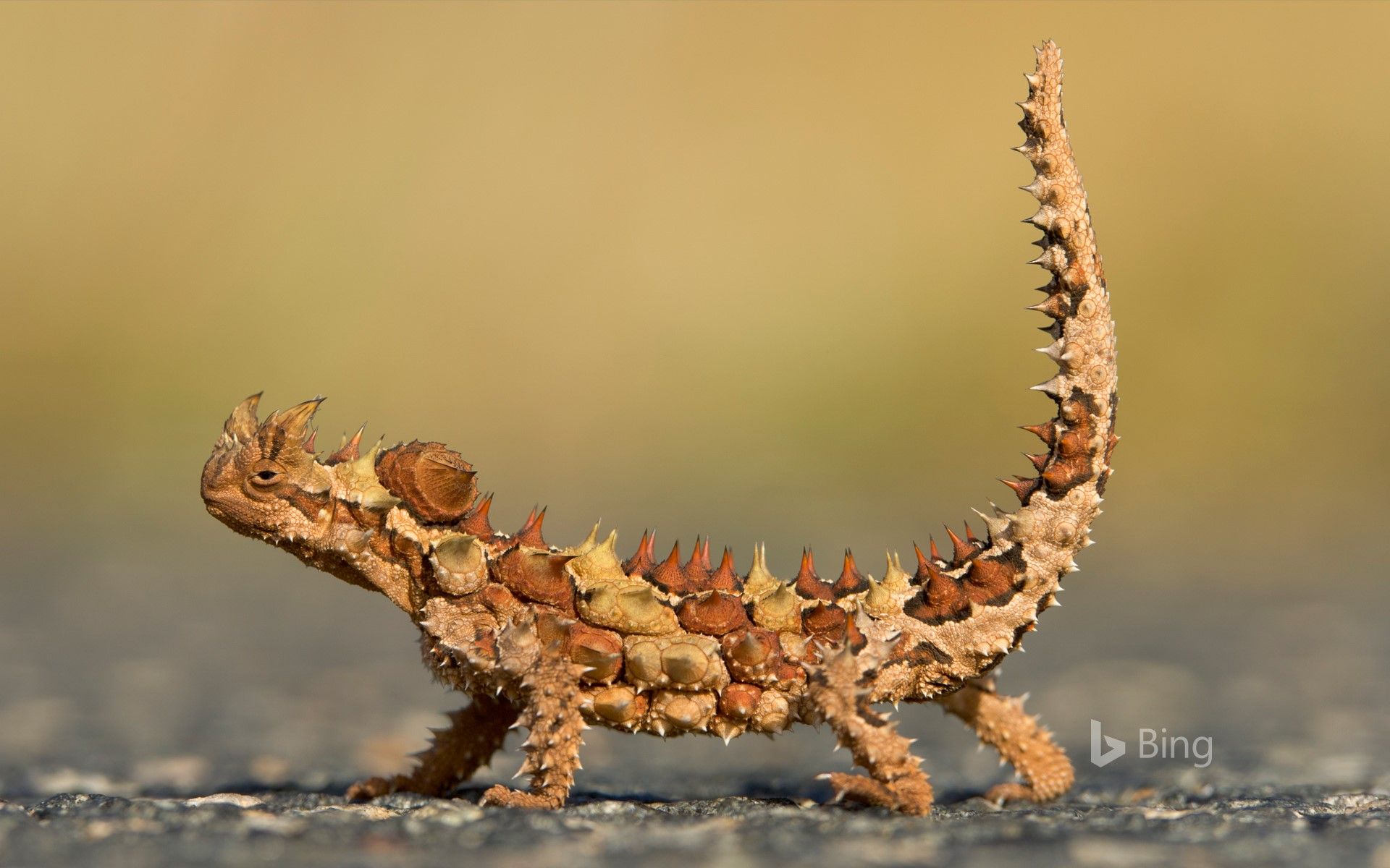 1920x1200 Thorny Devil (Moloch horridus)