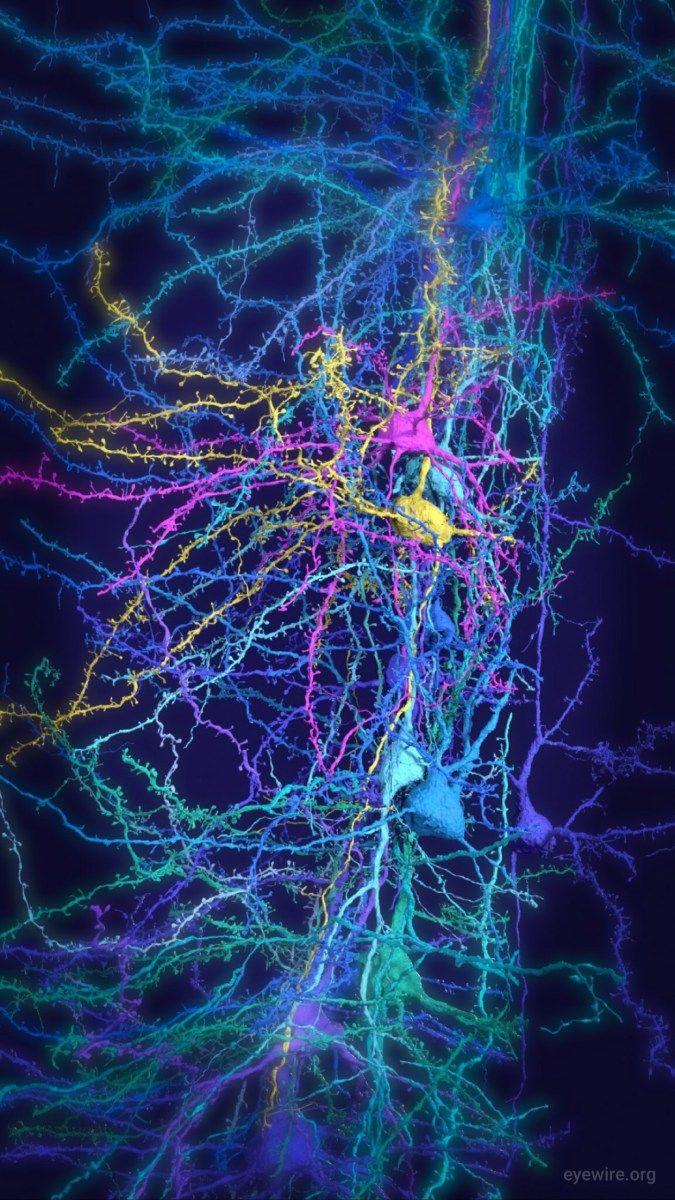 Neuron Wallpapers - Top Free Neuron Backgrounds - WallpaperAccess