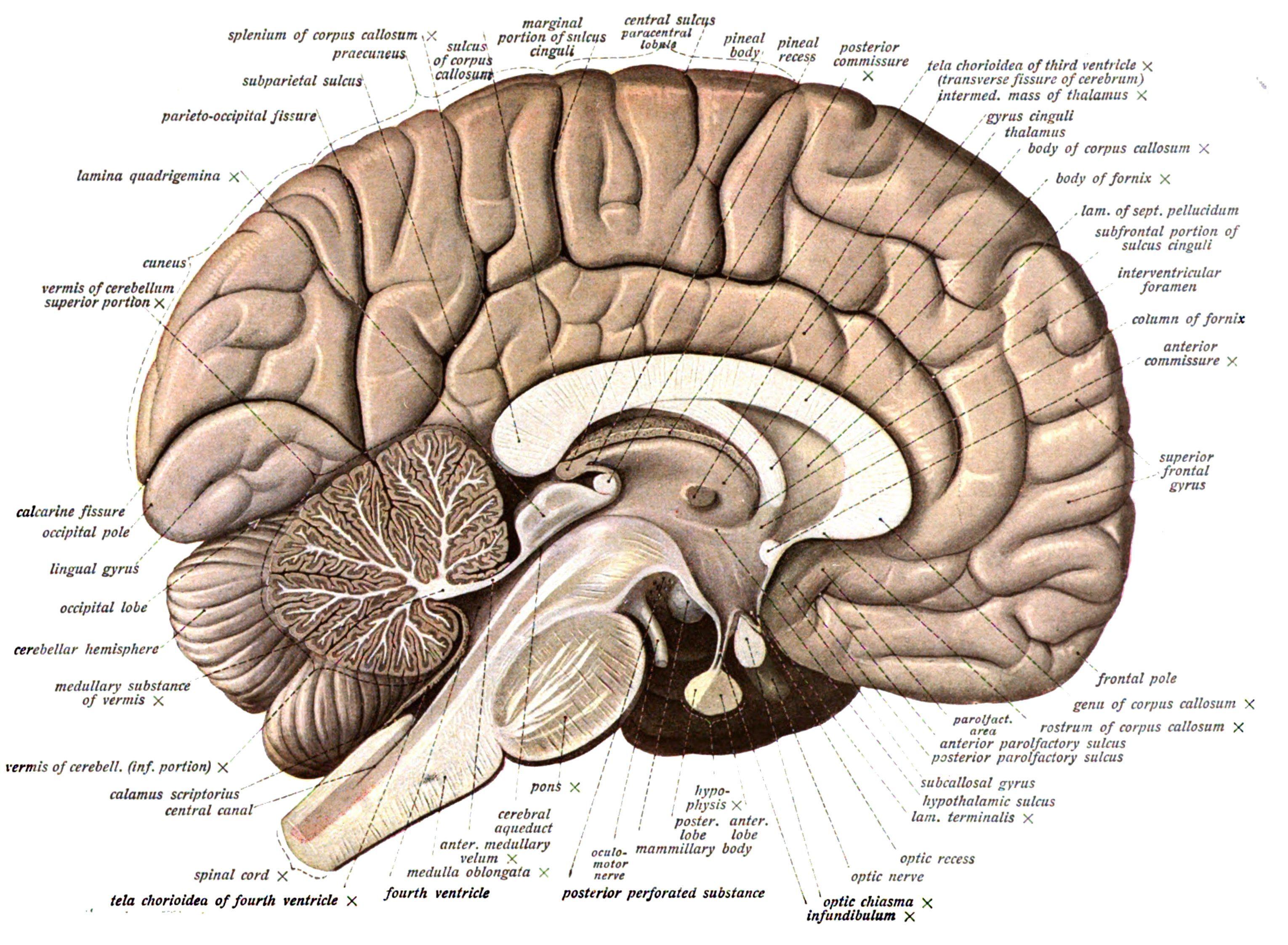 3060x2247 Brain anatomy medical head skull poster wallpaper