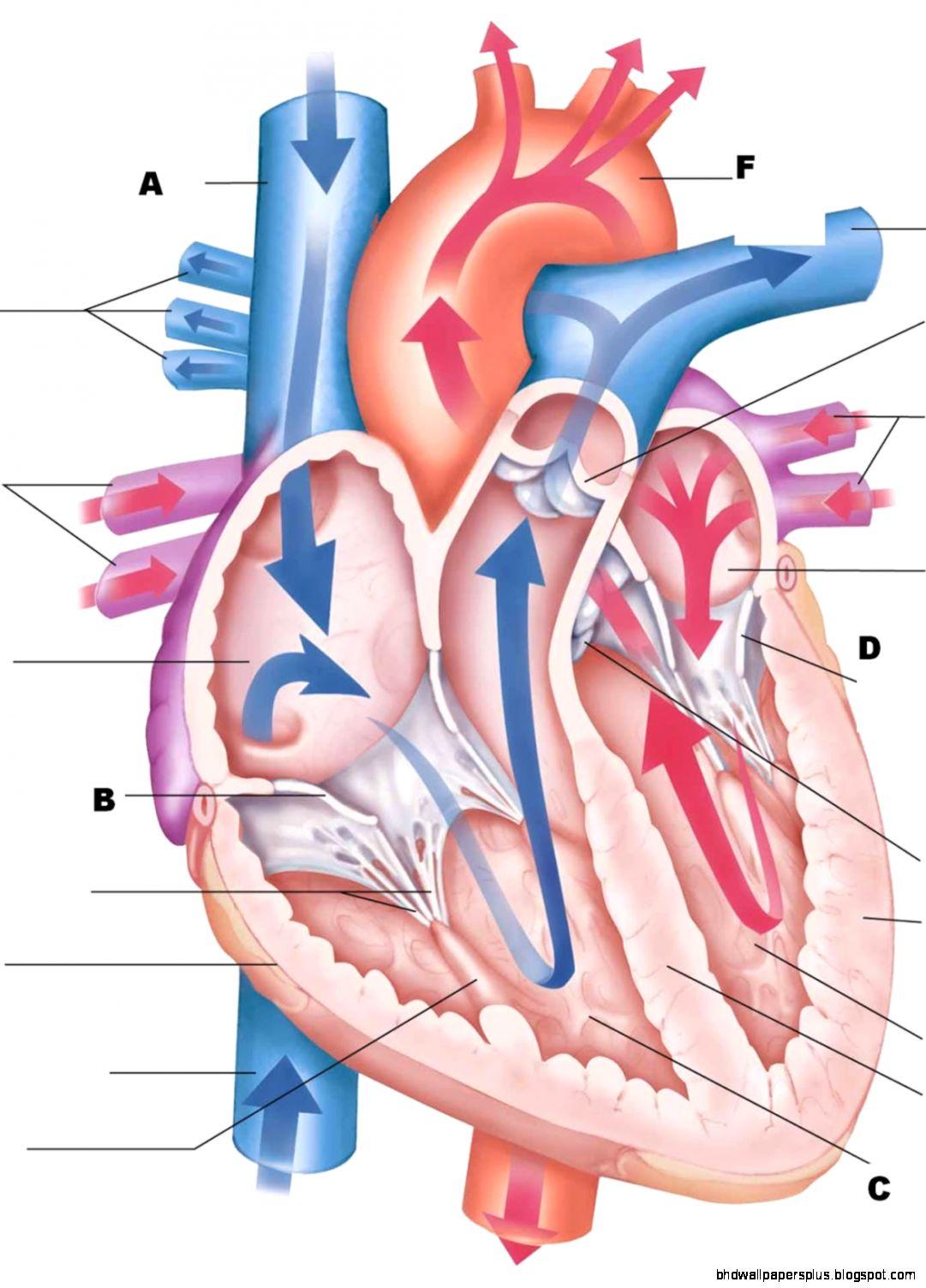 1081x1504 Physiology Wallpaper. Physiology