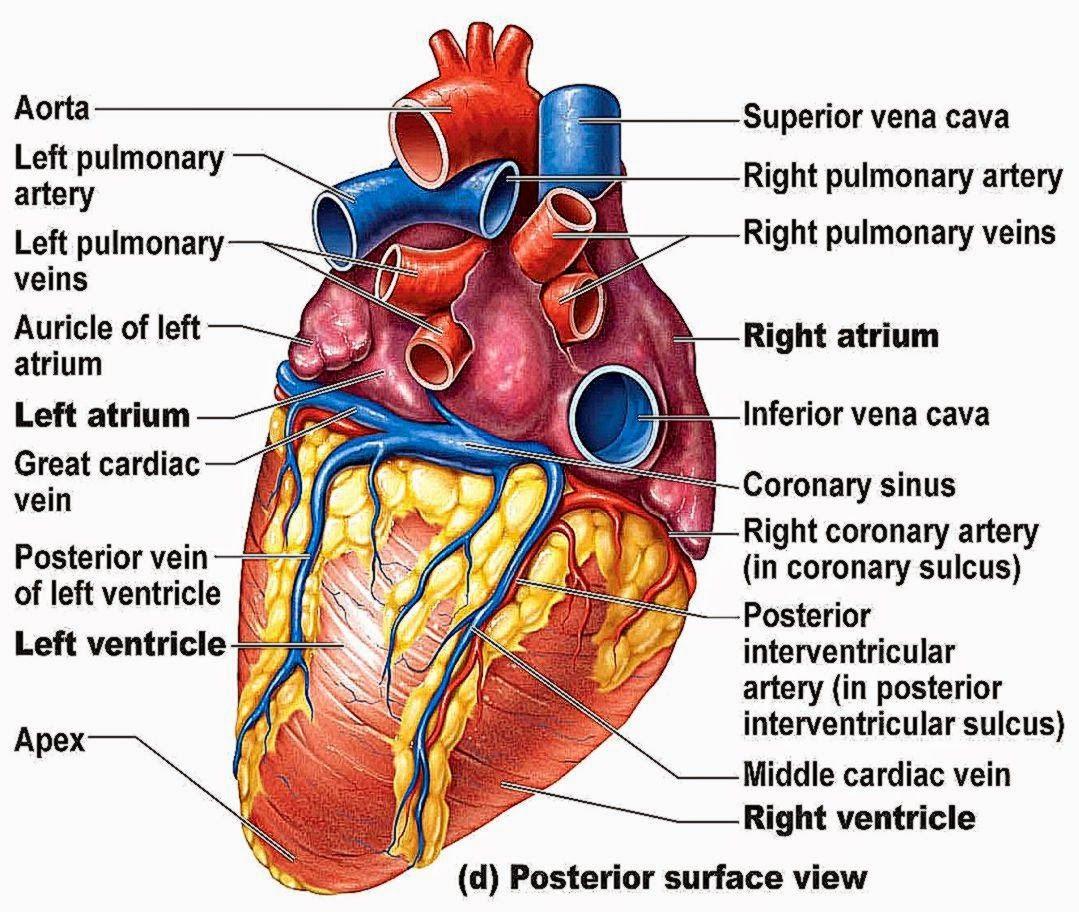 1079x912 Physiology Wallpaper. Physiology