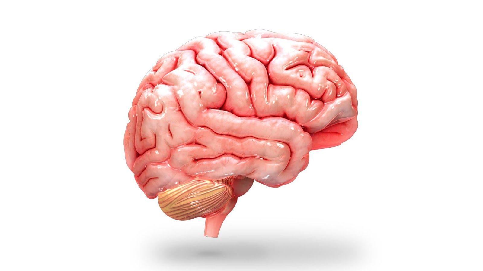 1600x900 Brain HD PNG Transparent Brain HD PNG Image