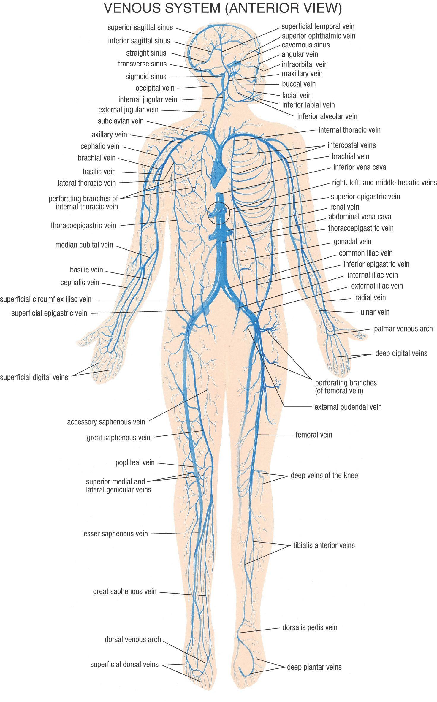 1472x2365 Human Body Wallpaper