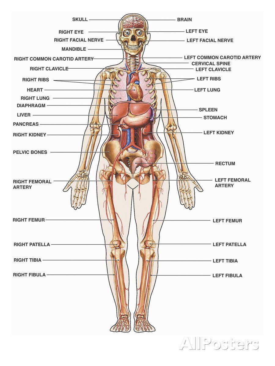 900x1200 Anatomy Physiology