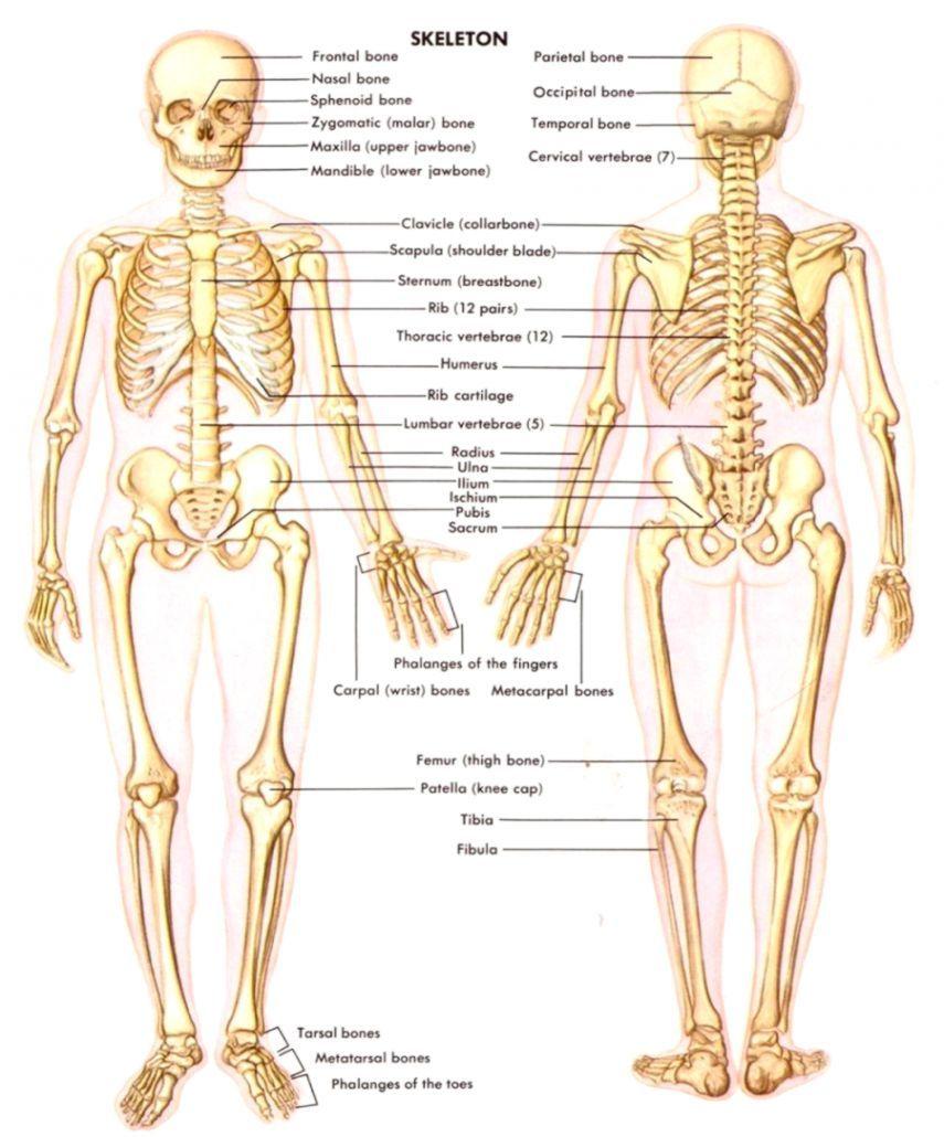 Physiology Wallpapers - Top Free Physiology Backgrounds - WallpaperAccess