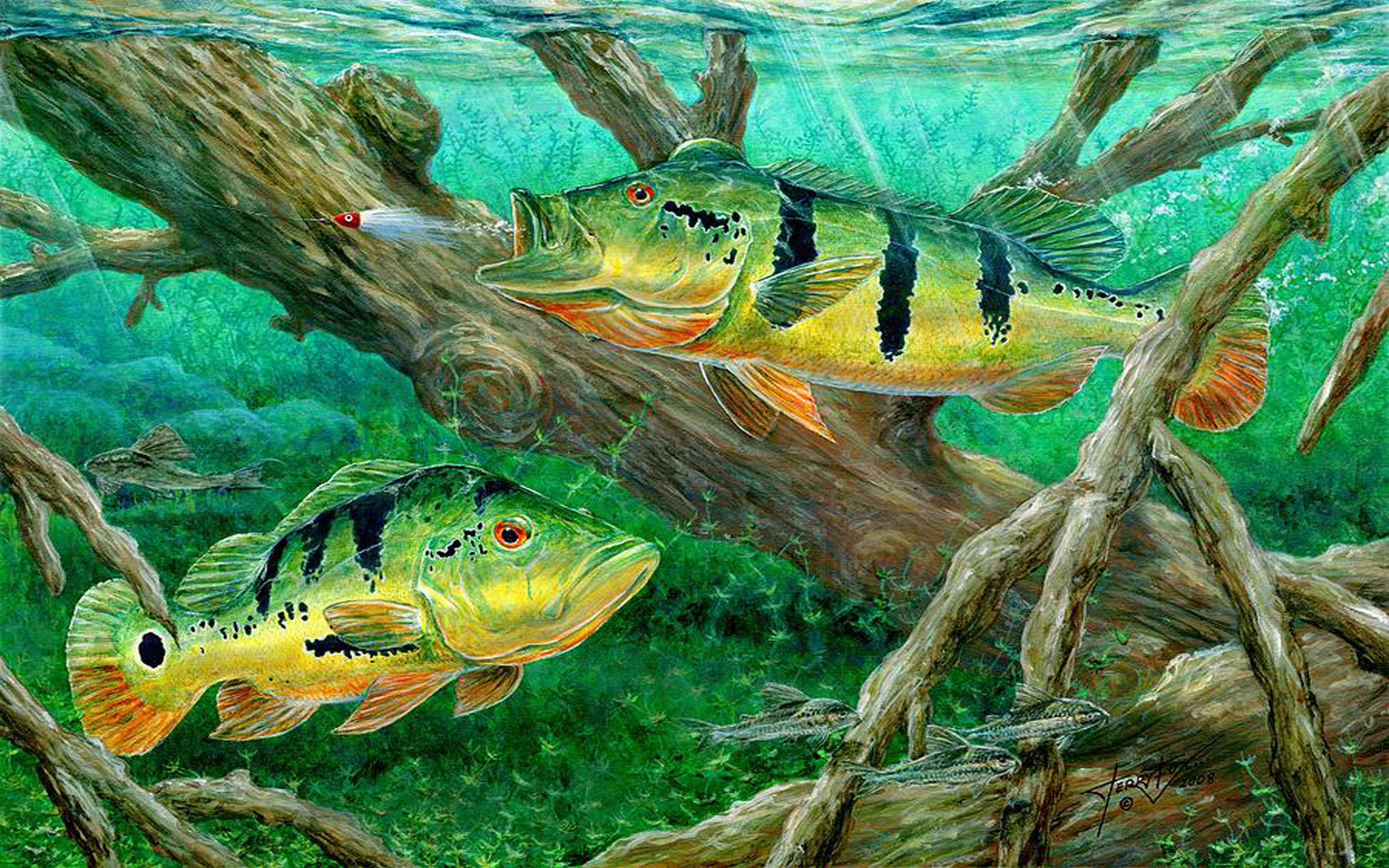 3840x2400 Peacock Bass Fishing On Canvas Wallpaper HD :