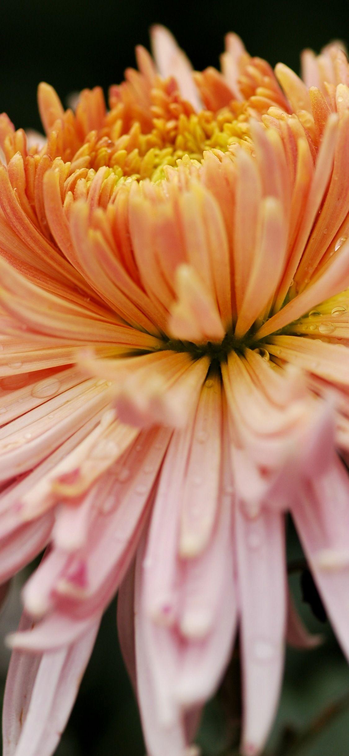 1125x2436 Apple iPhone X nature wallpaper. Spectacular: pretty phone