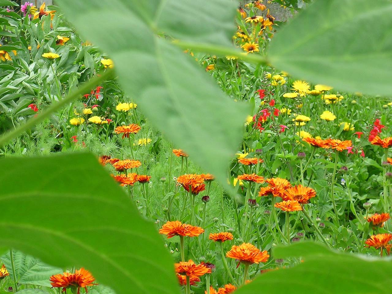 1280x960 Live Nature Wallpaper For PC