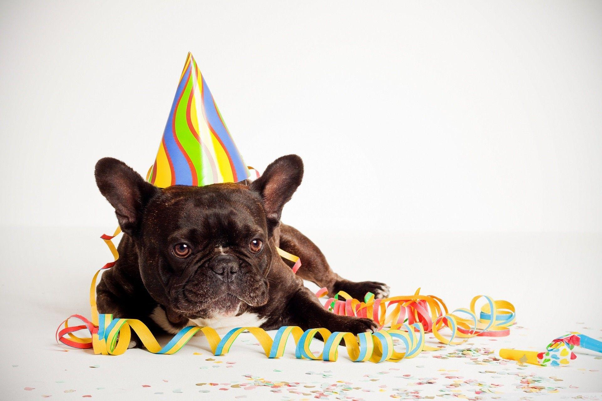 Happy Birthday Dog Wallpapers - Top Free Happy Birthday Dog Backgrounds -  WallpaperAccess