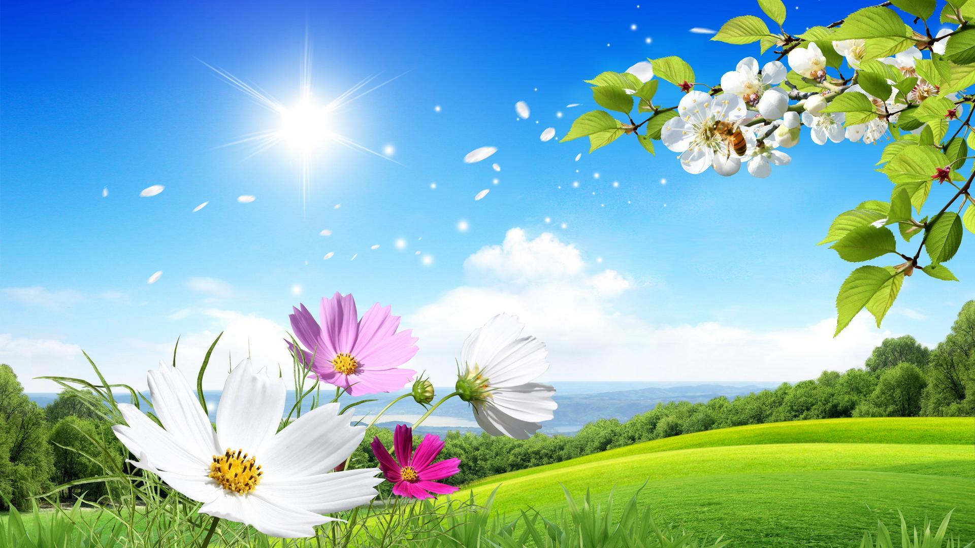 Natural Flower Wallpaper Beautiful Scenery