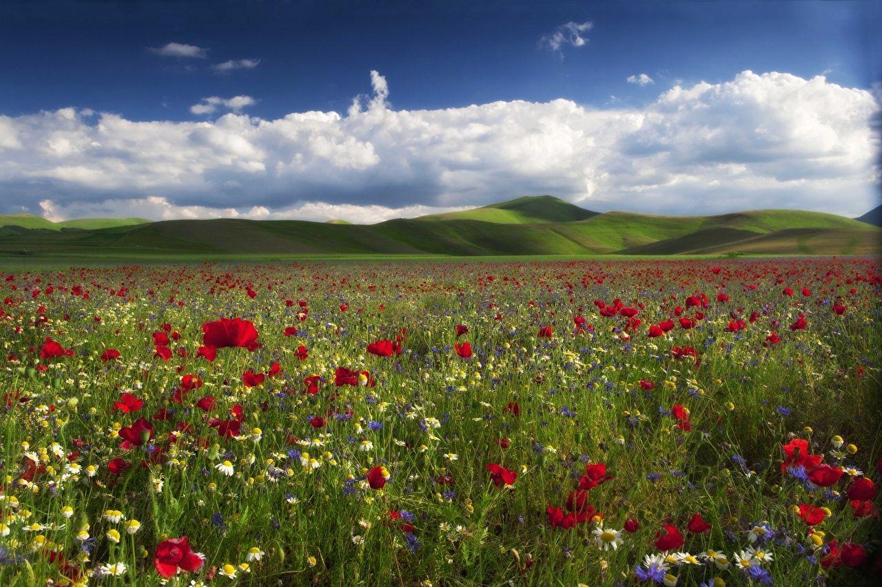 Flower Scenery Wallpapers - Top Free Flower Scenery Backgrounds ...