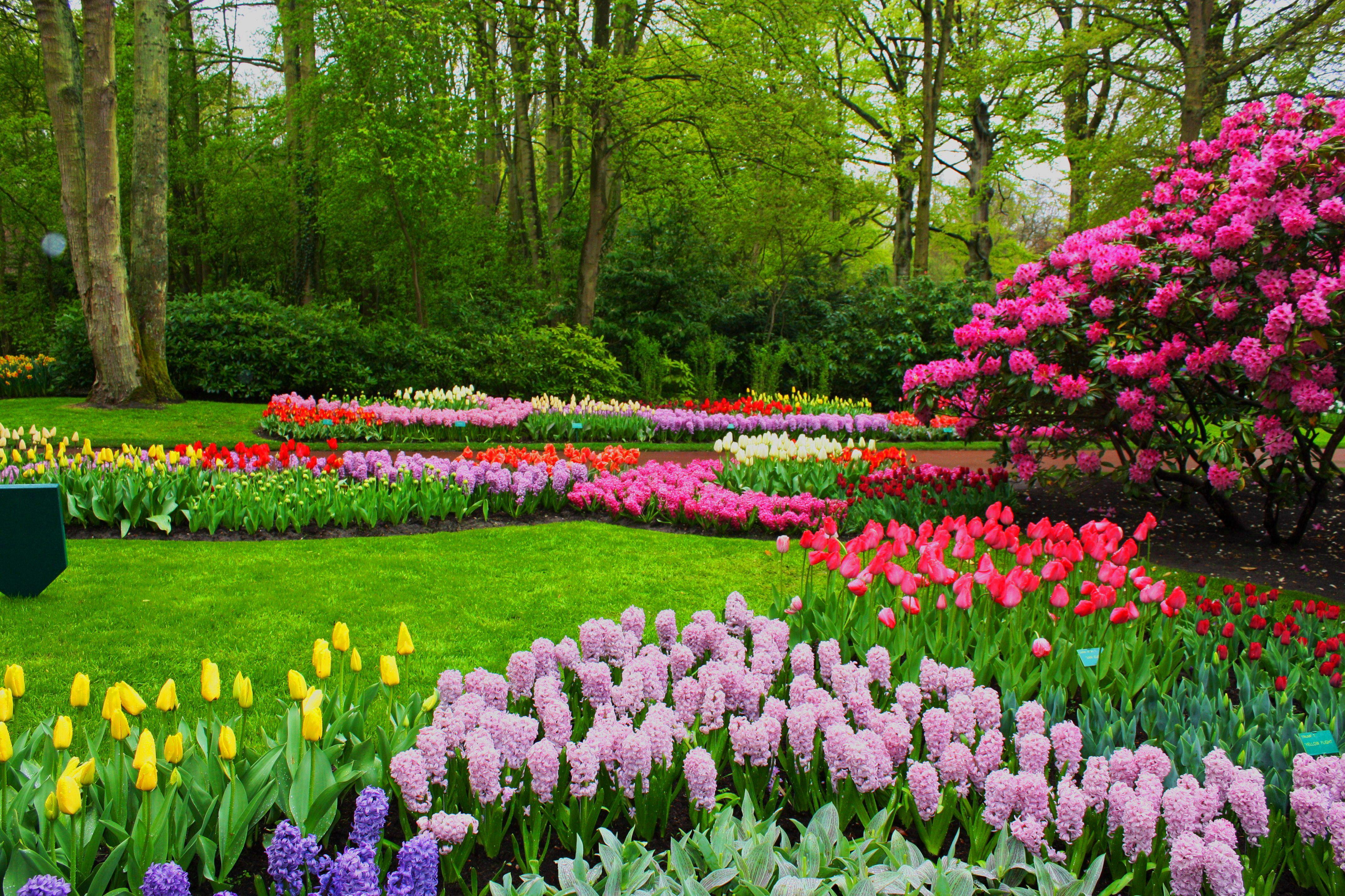 Flower Scenery Wallpapers - Top Free Flower Scenery Backgrounds ...