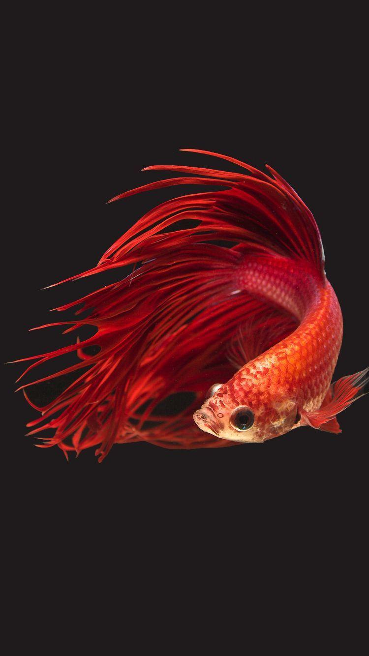750x1334 Apple iPhone 6s Wallpaper with Super Red Crowntail Betta