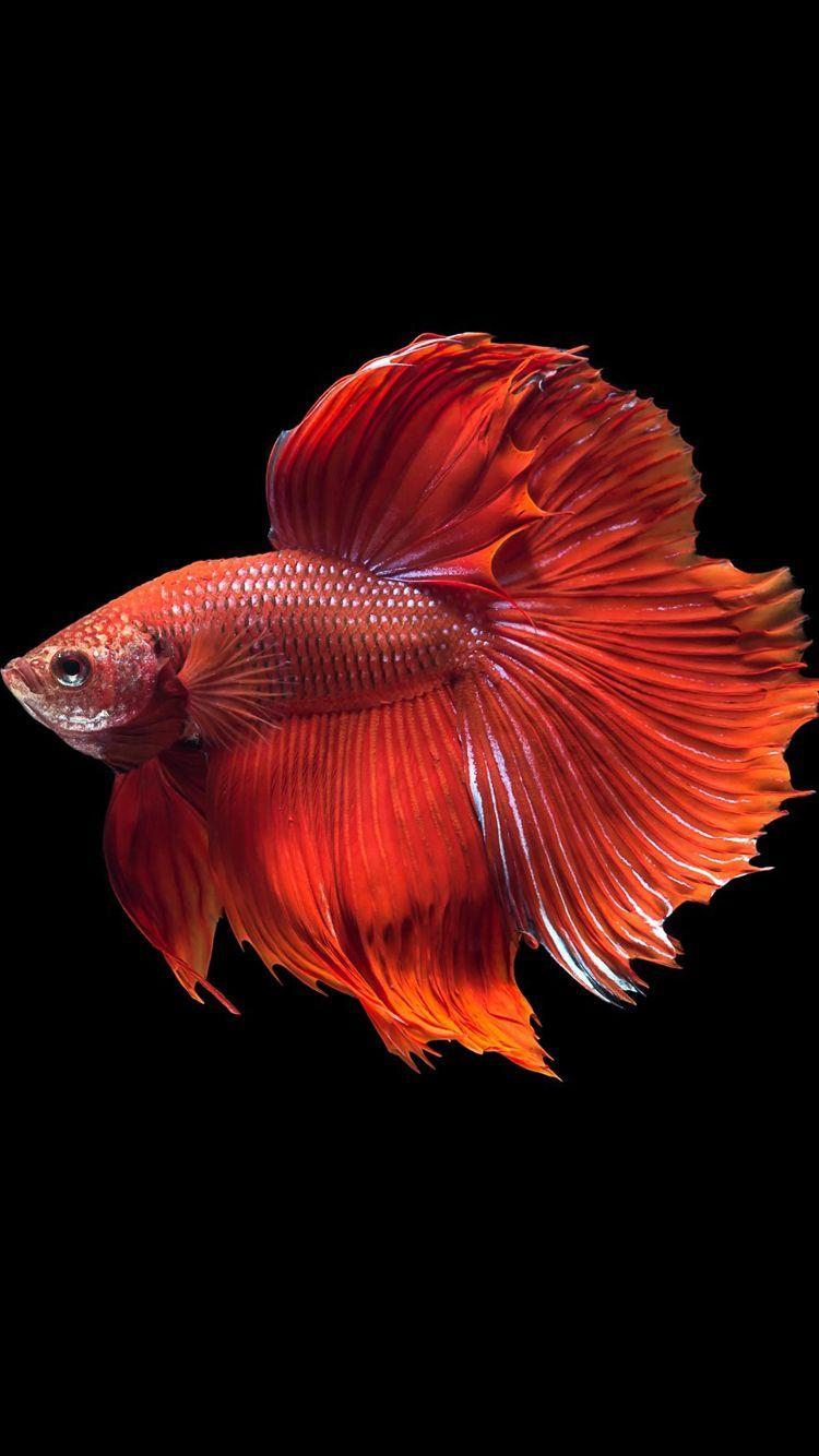 750x1334 Apple iPhone 6s Wallpaper with Super Red Halfmoon Betta Fish