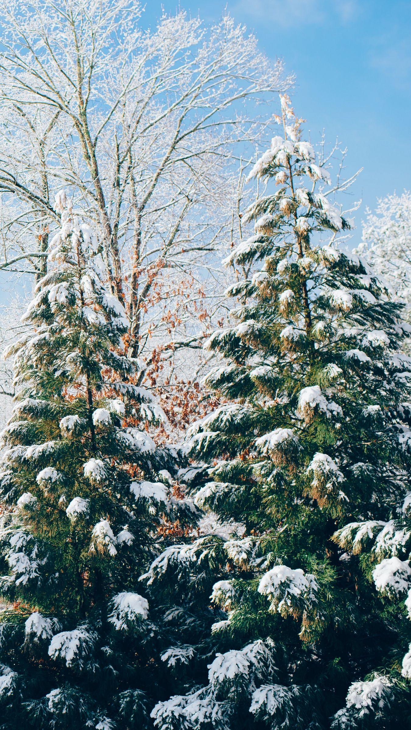 1350x2400 Download wallpaper 1350x2400 forest, trees, winter, snow