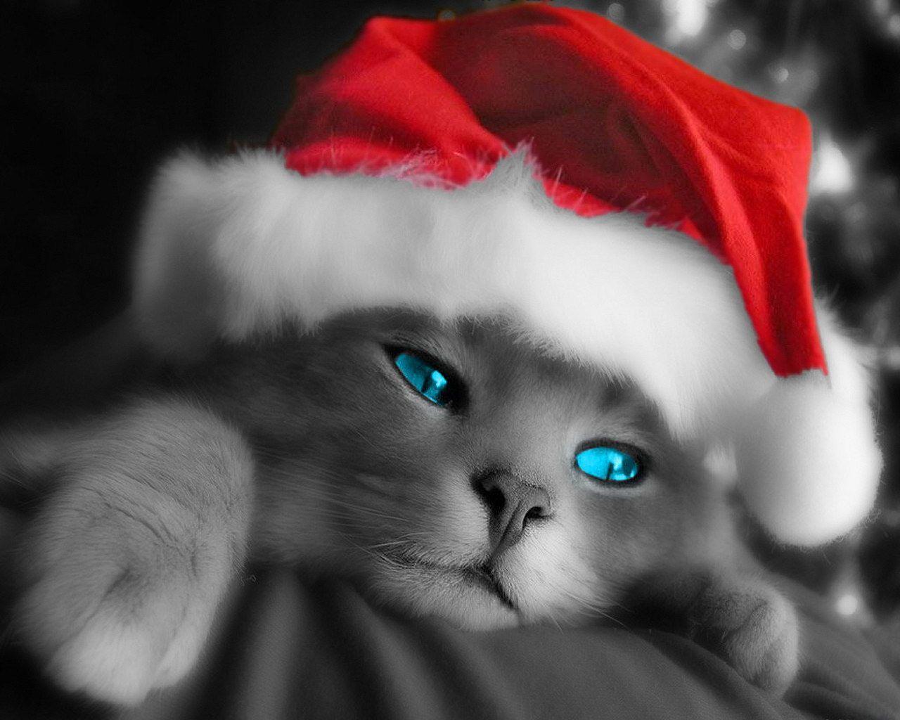 Cute Christmas Cat Desktop Wallpapers - Top Free Cute Christmas Cat