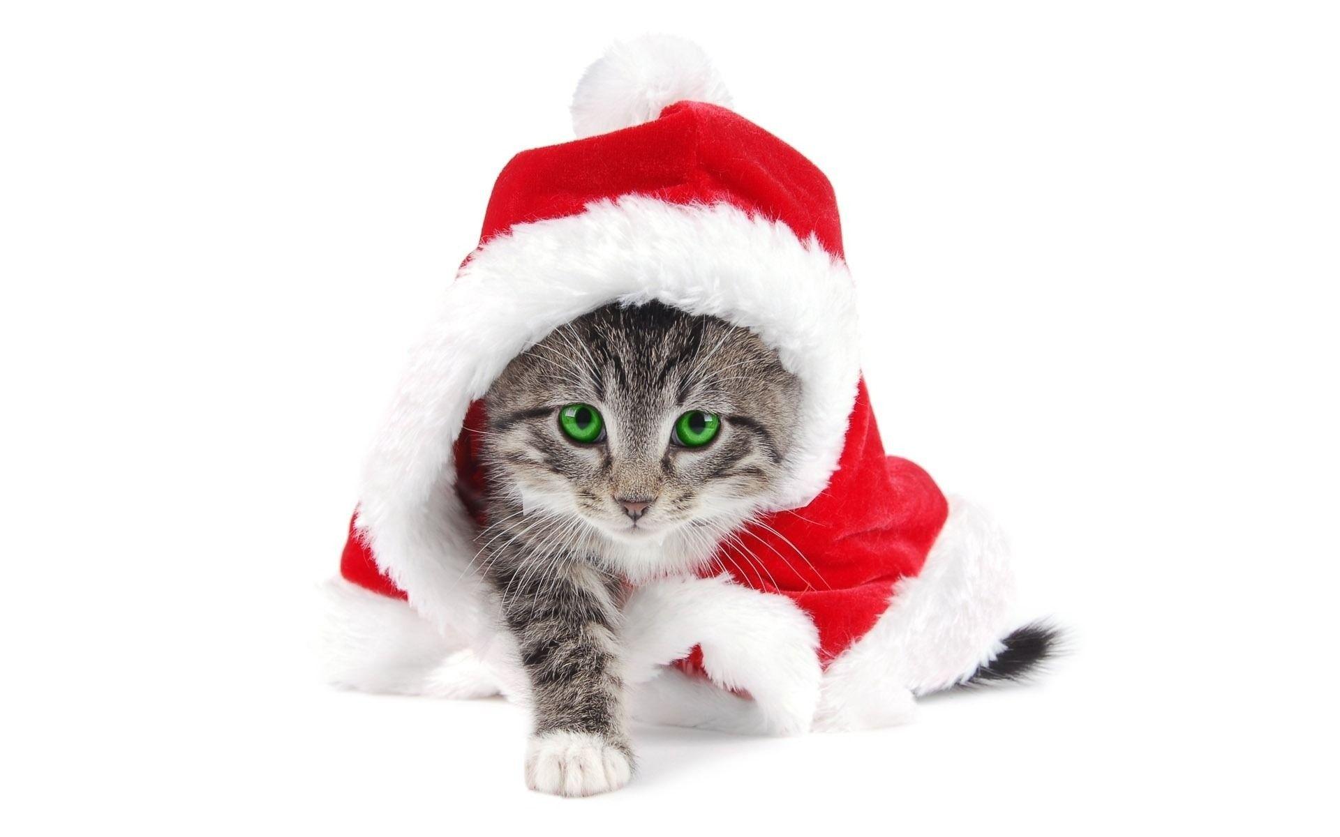 1920x1200 Christmas Cat Wallpaper