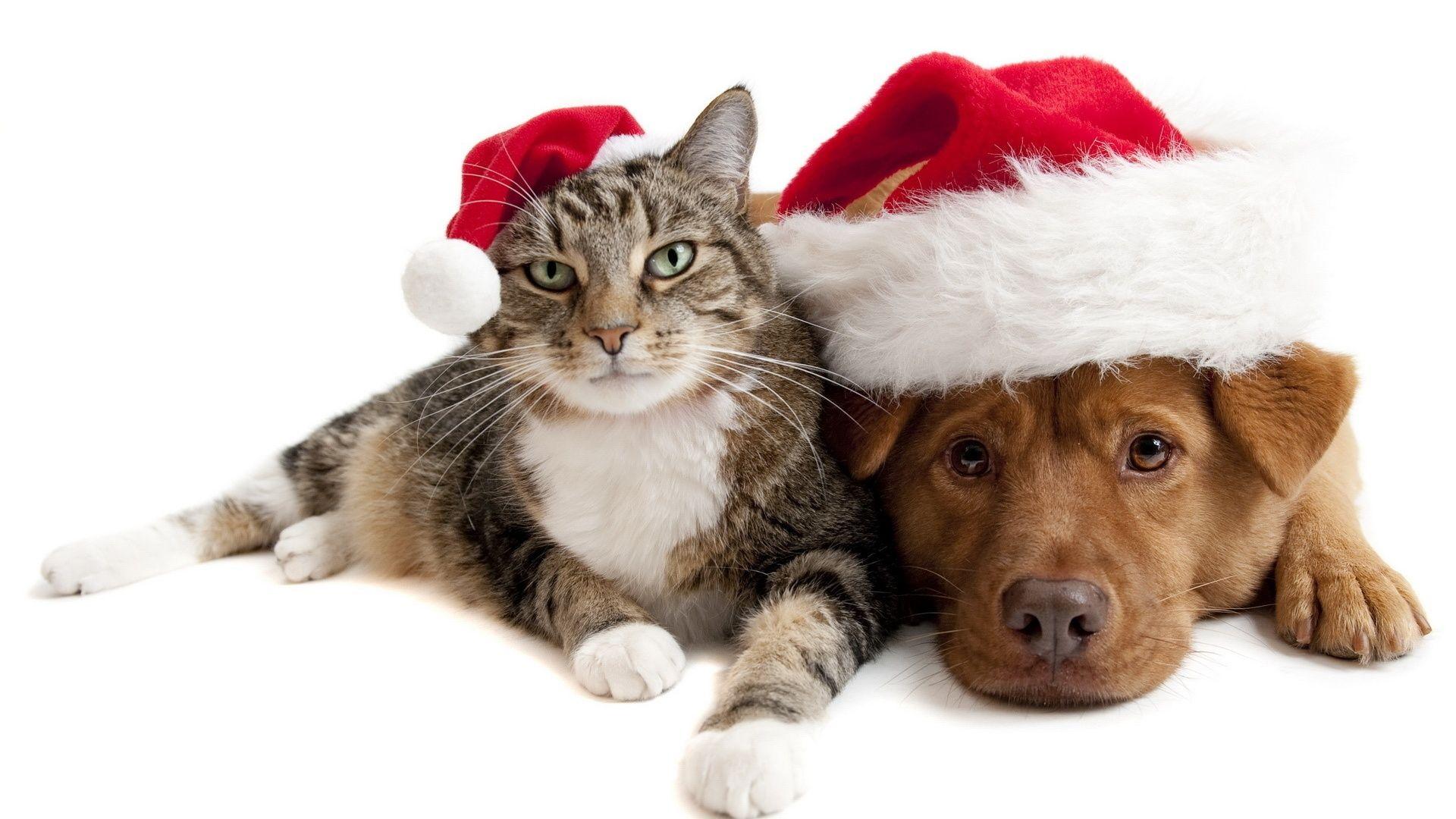 1920x1080 Cute Cat And Dog HD Wallpaper High Quality Cat