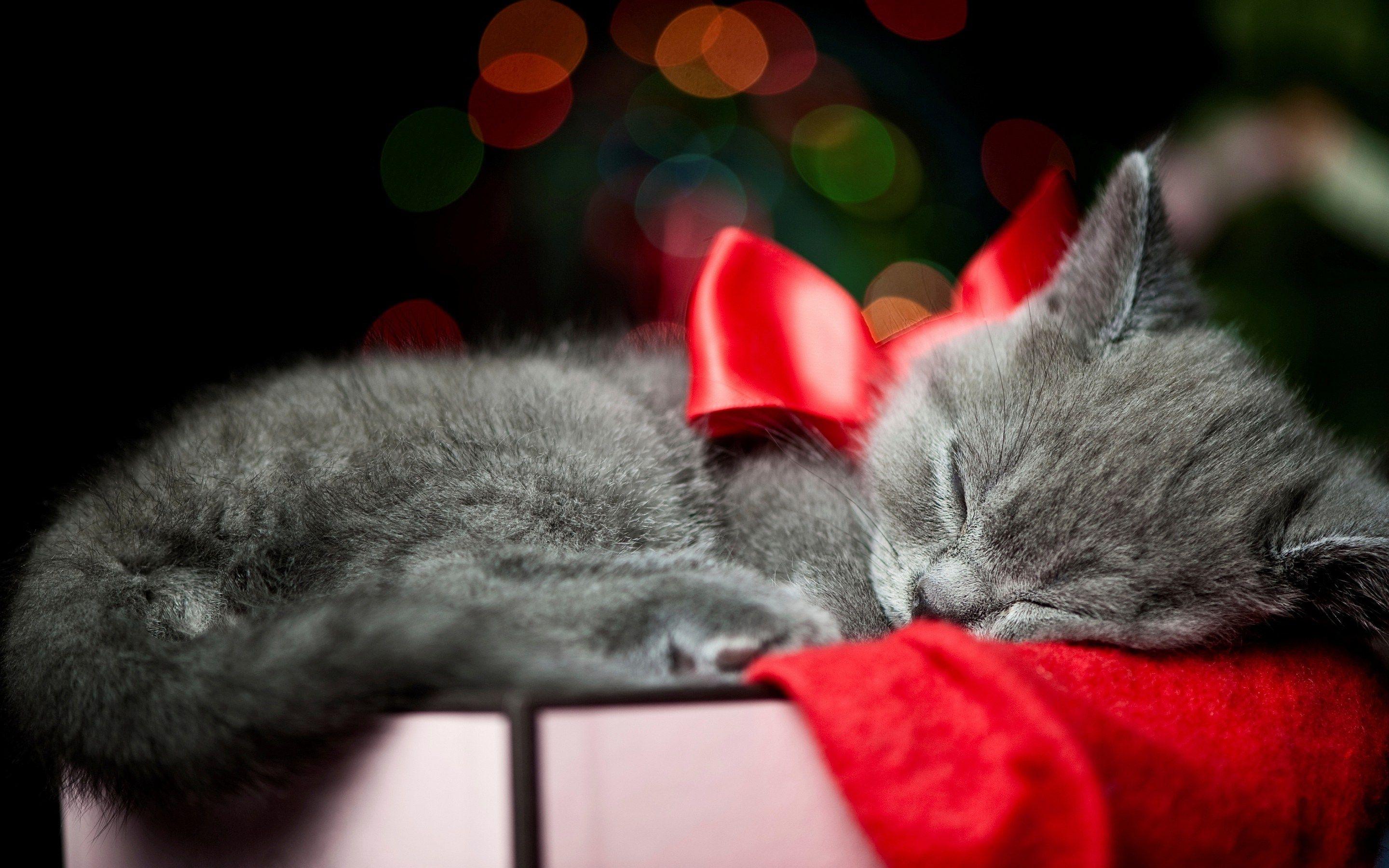 2880x1800 4k Cat Desktop Background