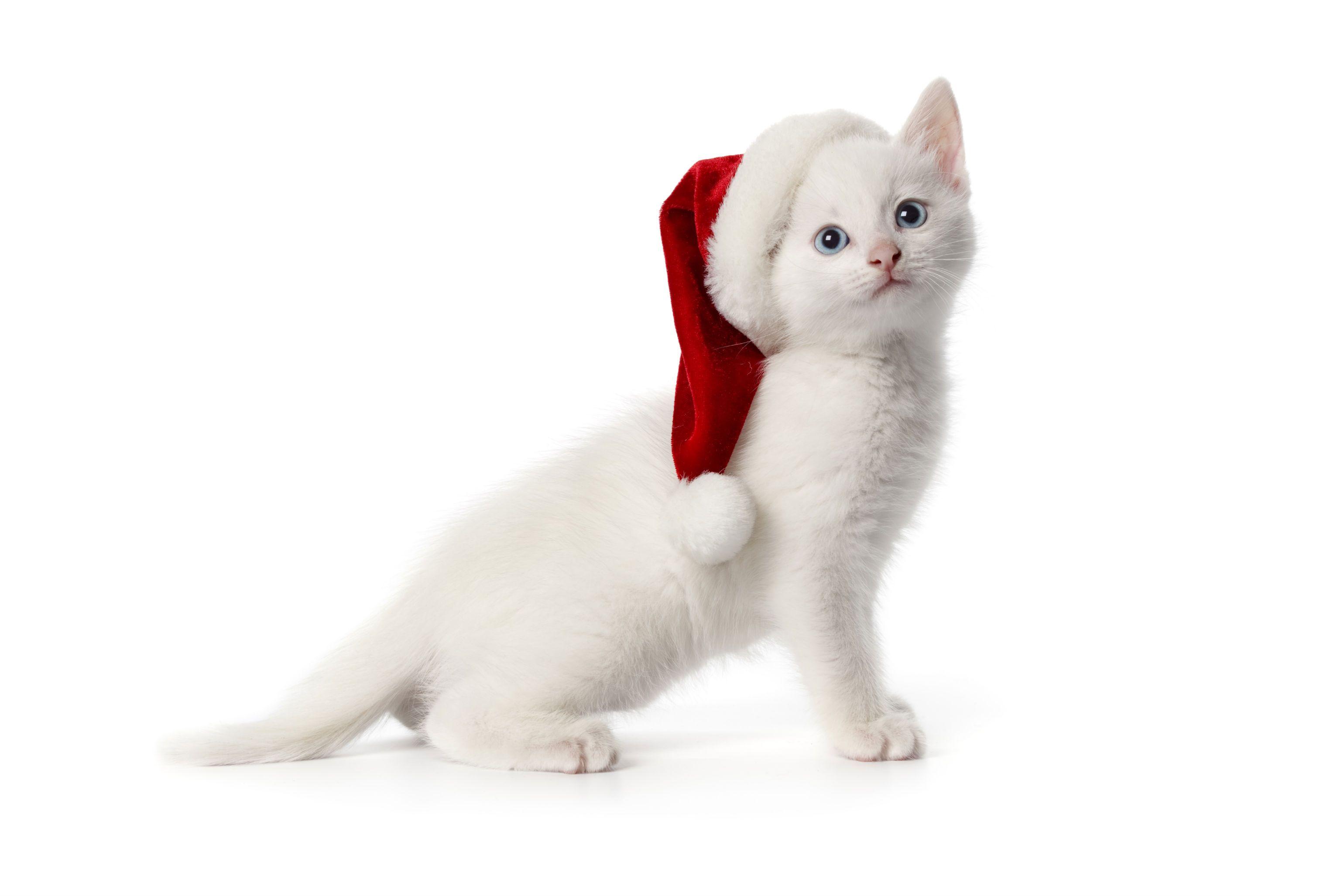 3080x2054 Free download Cute Merry Christmas Cat Computer Desktop HD