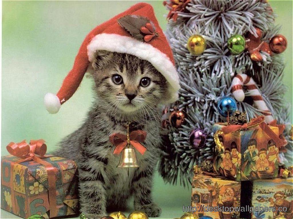 1024x768 Cute and Lovely Christmas Cat HD Wallpaper Photo 12