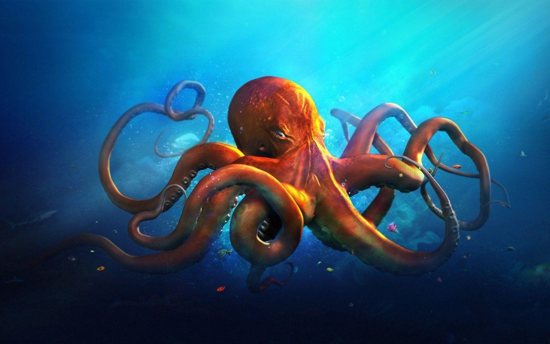 1920x1200 HD Octopus Wallpaper