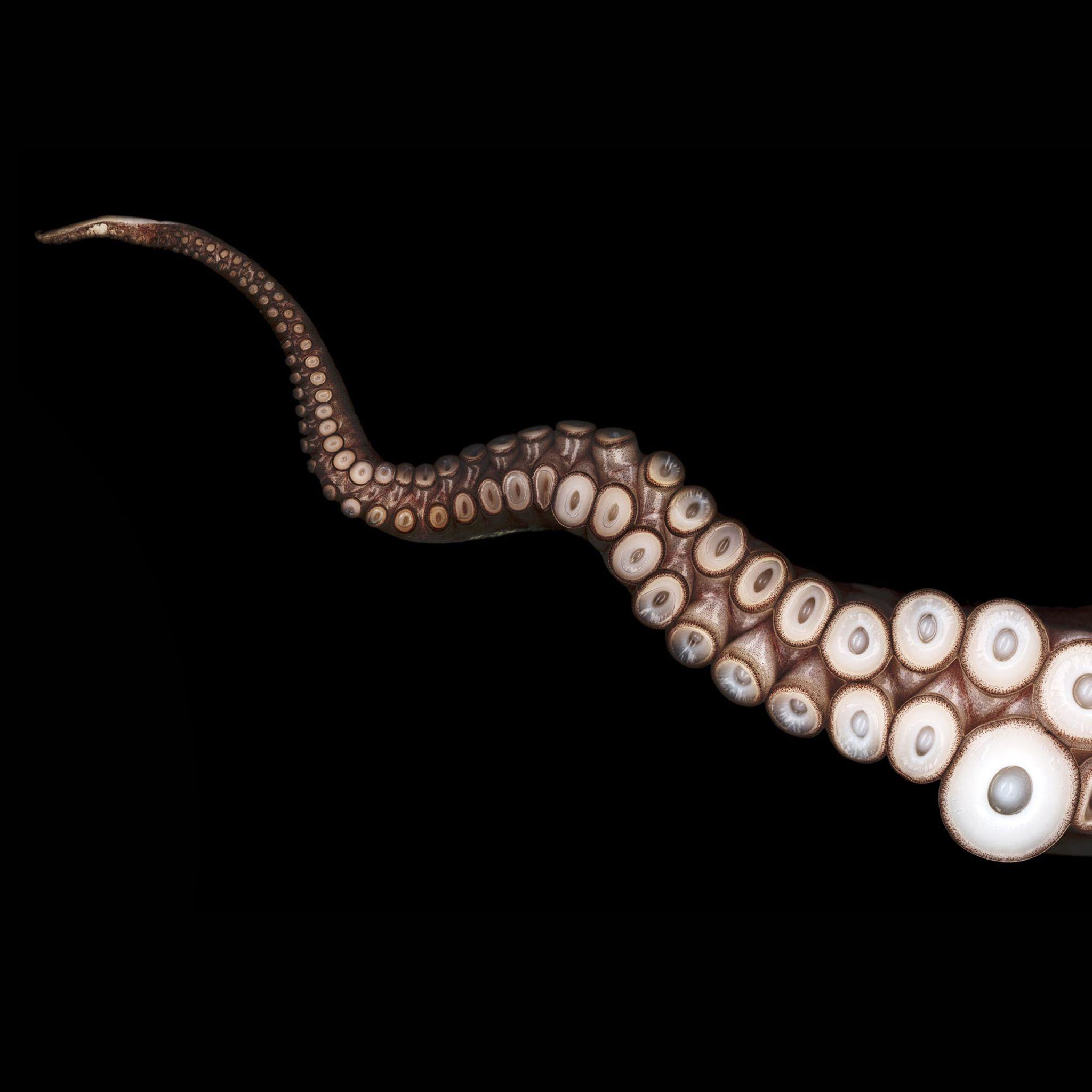 2048x2048 Close Up Tentacles Octopus Retina Wallpaper