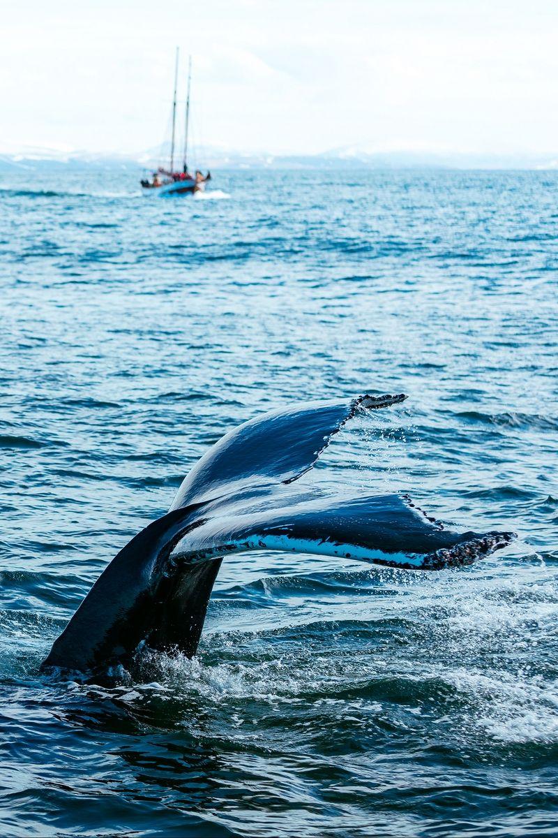 800x1200 Download wallpaper 800x1200 whale, fish, predator, tail, sea