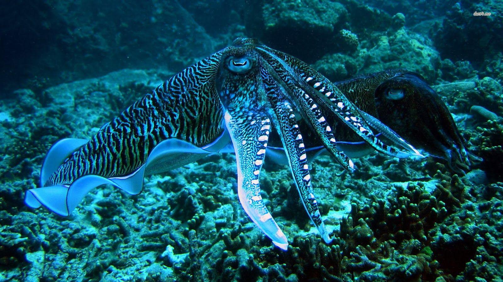 1600x900 Cute Octopus Wallpaper
