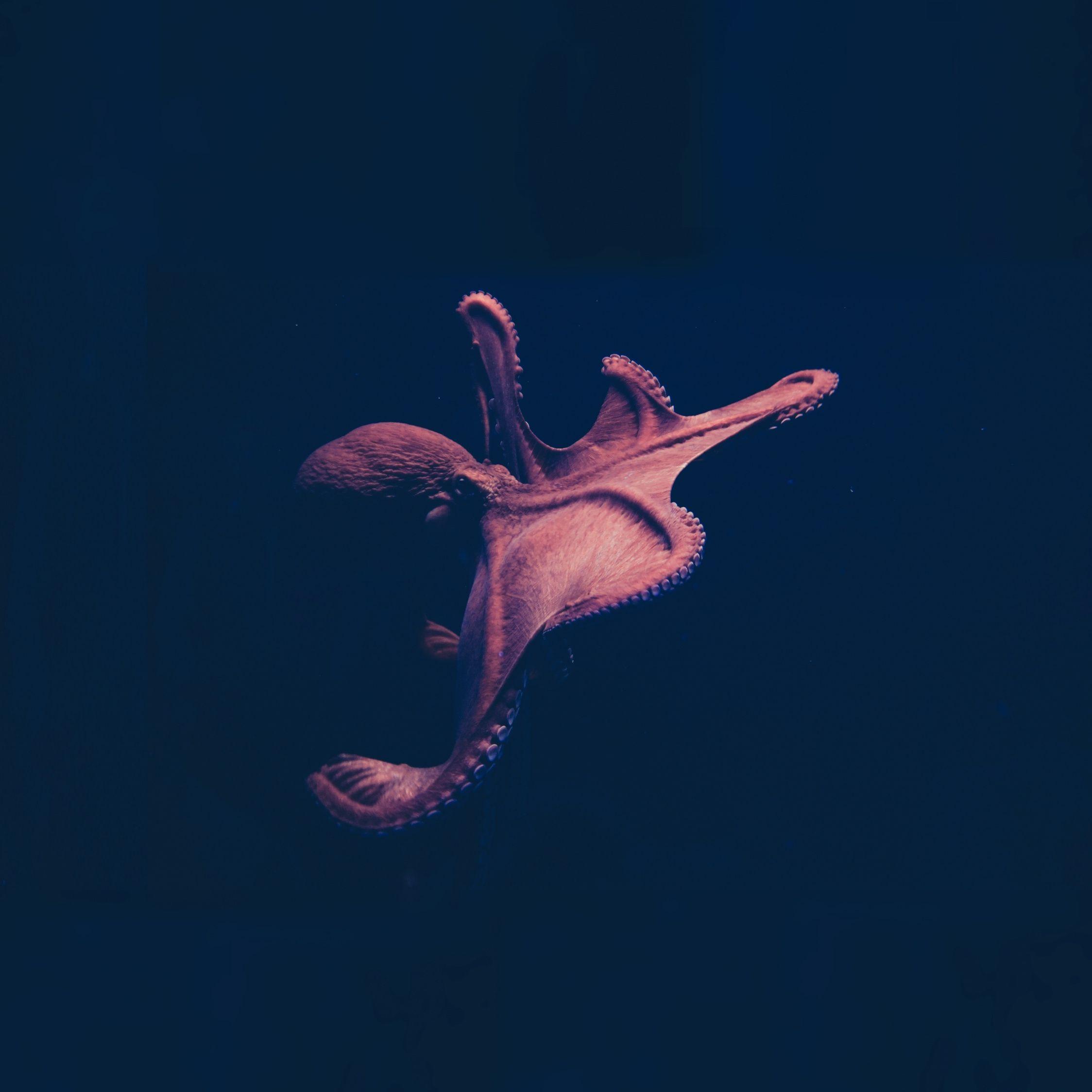 2248x2248 Download 2248x2248 wallpaper pink, octopus, animals, close