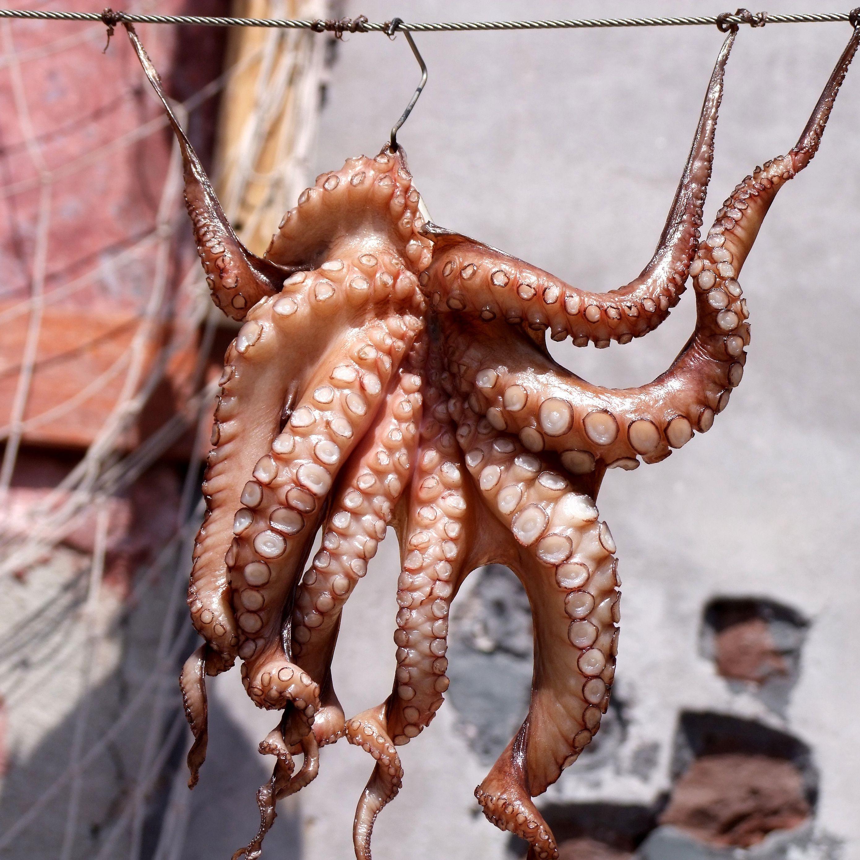 2780x2780 Download wallpaper 2780x2780 squid, octopus, fish ipad air