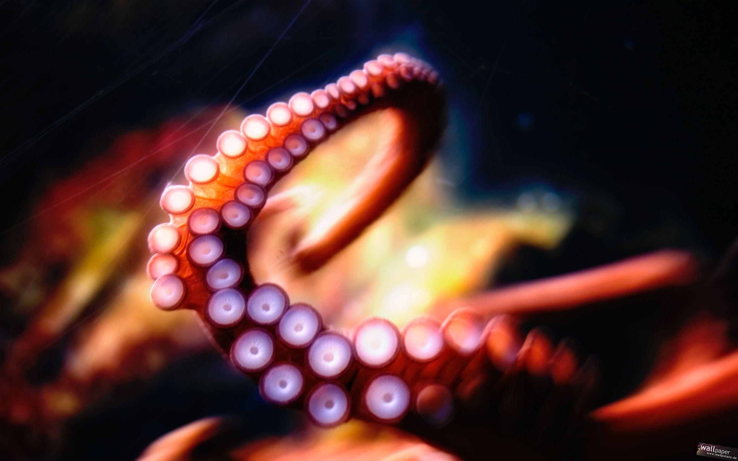 2560x1600 Octopus Tentacles