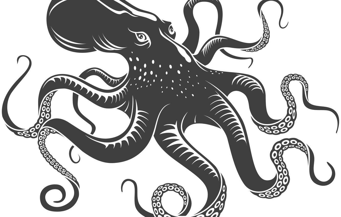 Octopus iPad Wallpapers - Top Free Octopus iPad Backgrounds ...