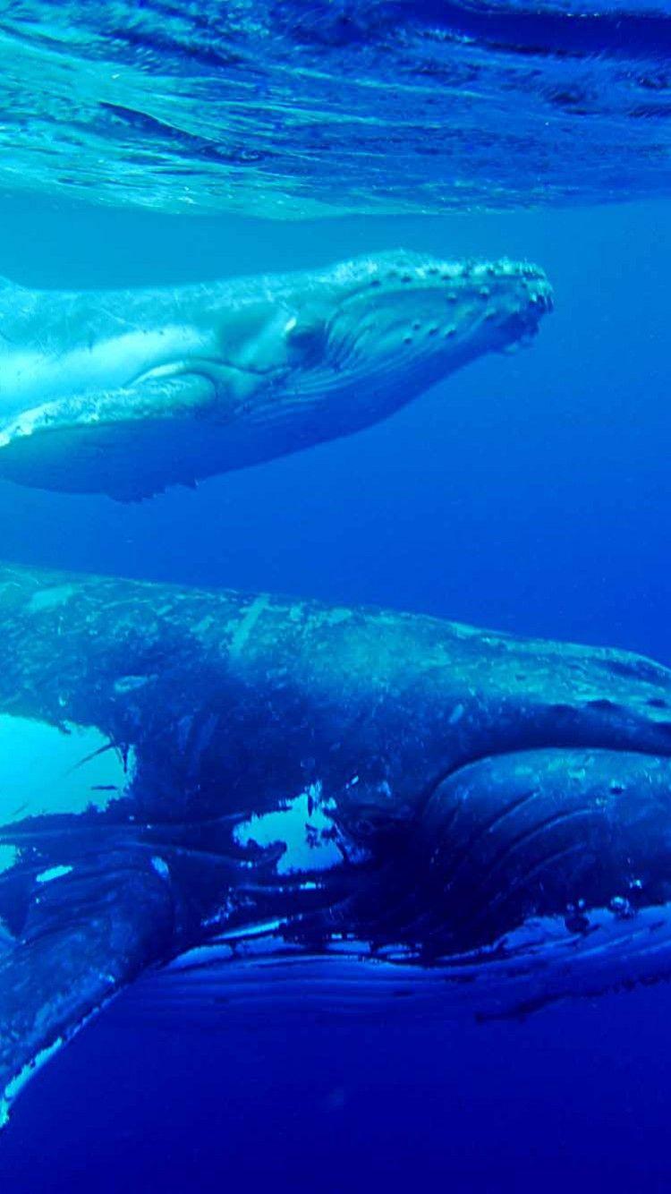 750x1334 Humpback Whale Best Wallpaper 18811