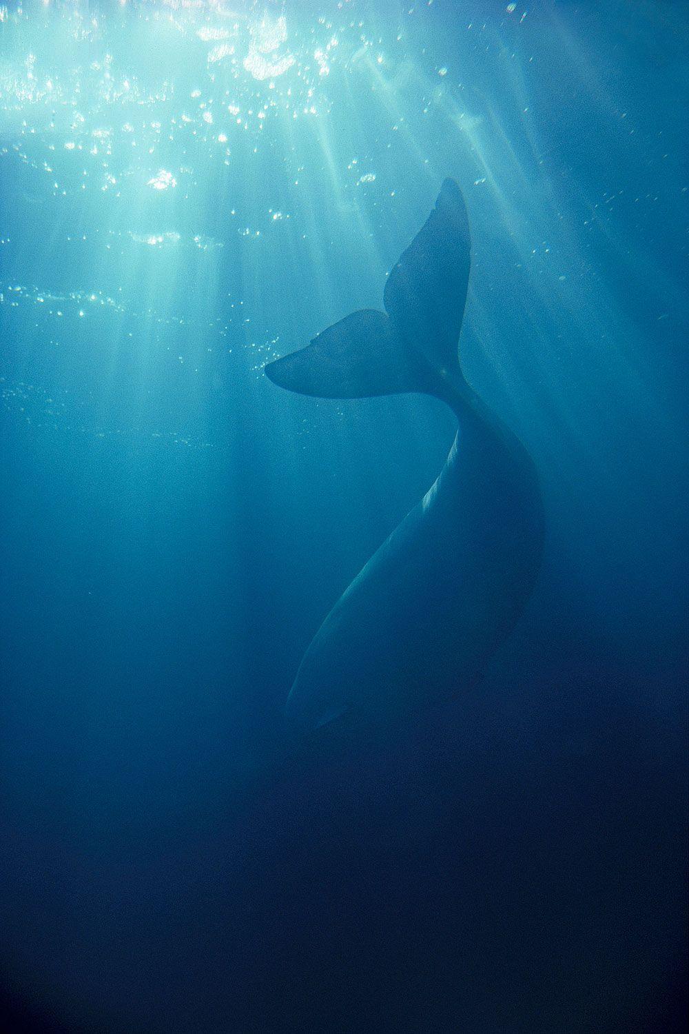 1000x1500 Blue Whale iPhone Wallpaper_hd wallpaper_download free wallpaper