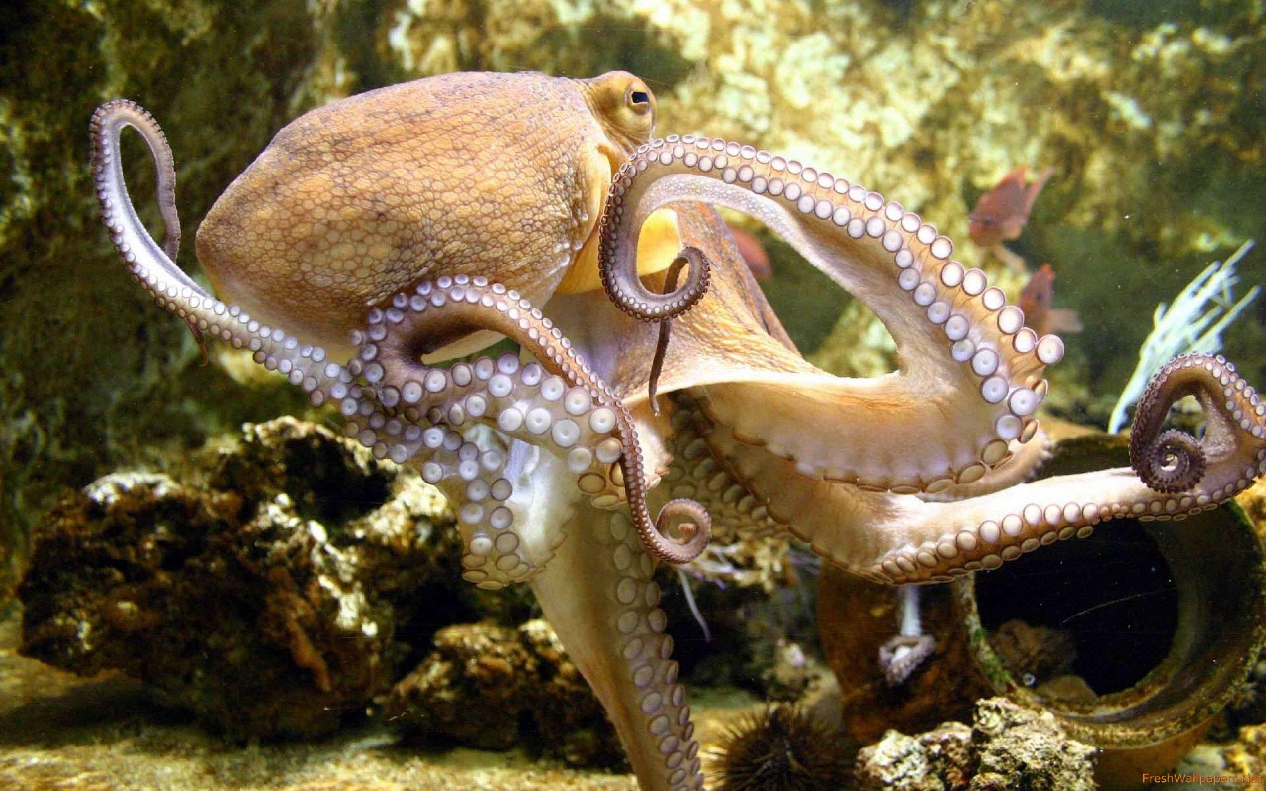 2560x1600 Octopus wallpaper