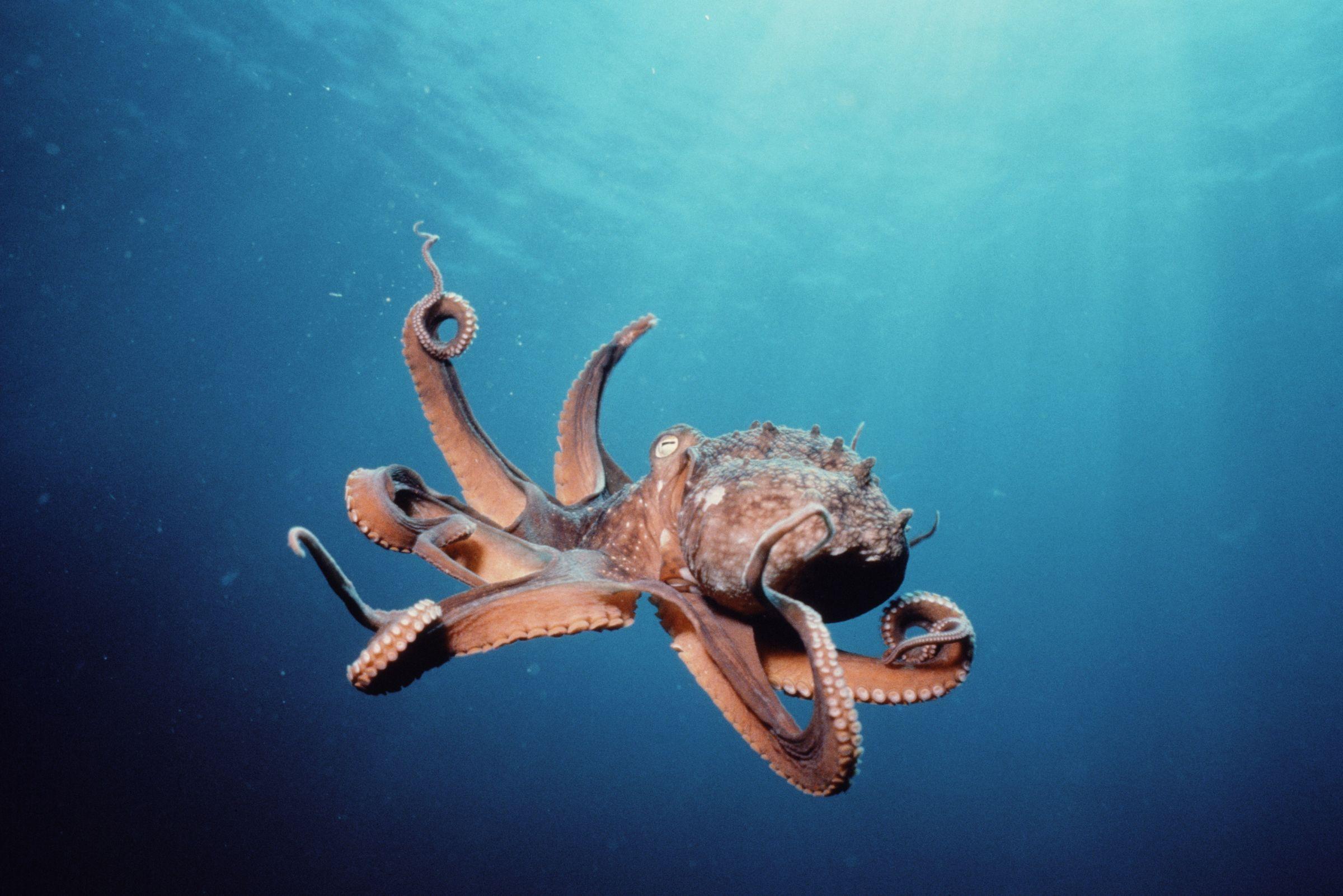 2400x1603 Octopus Wallpaper