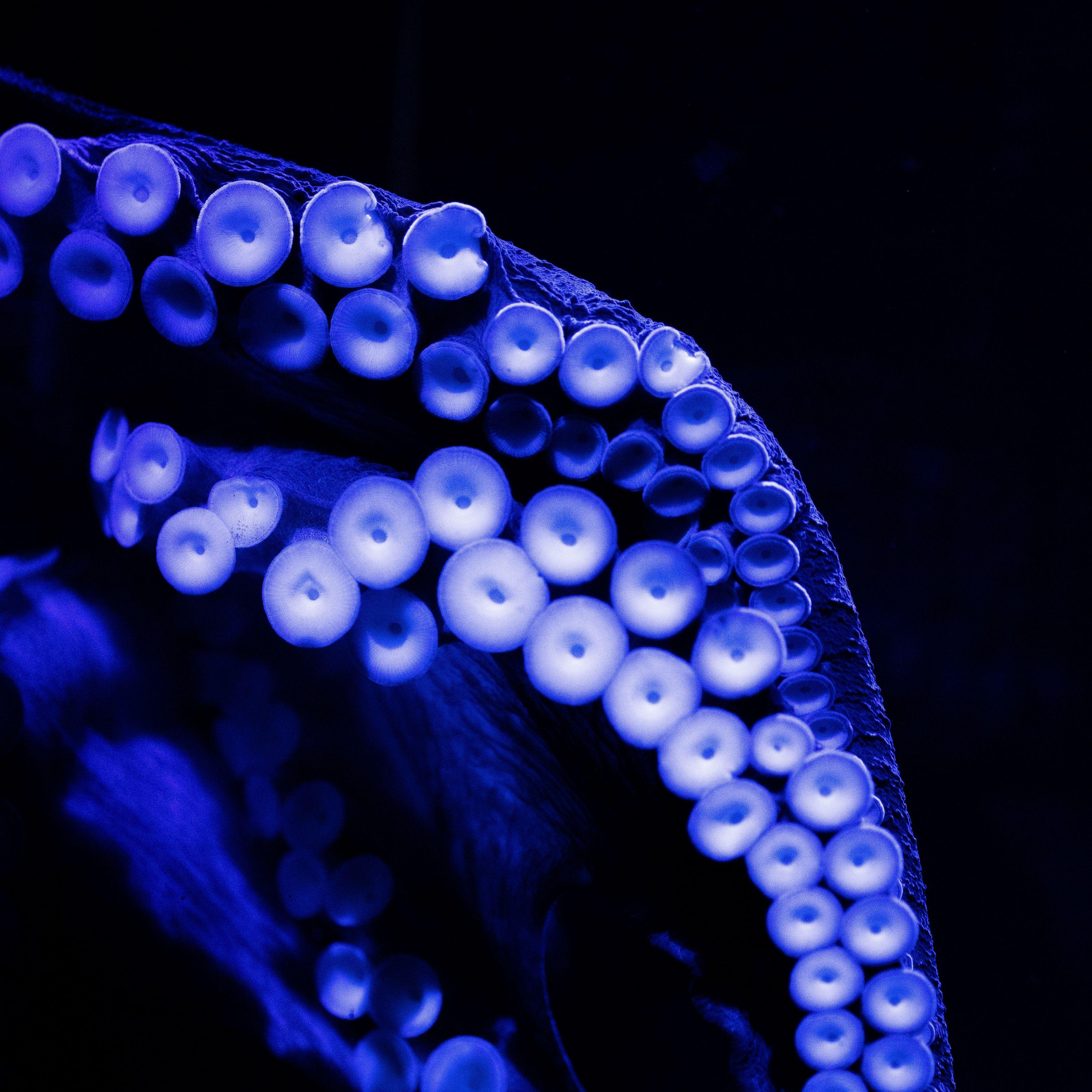 3415x3415 Download Wallpaper 3415x3415 Octopus, Tentacles, Close Up