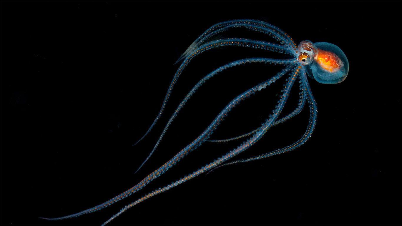 1366x768 Today's Wallpaper: Octopus