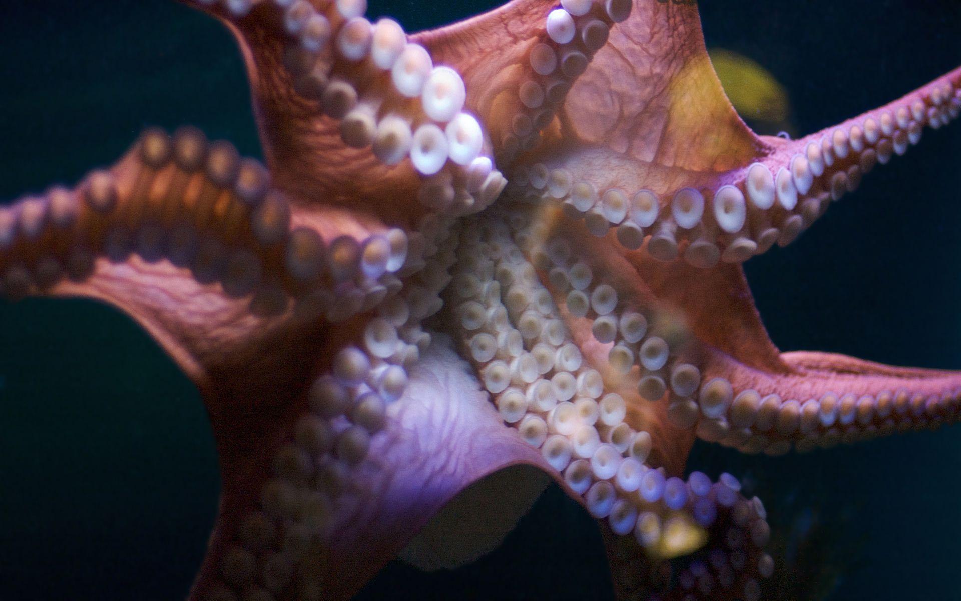 1920x1200 Octopus tentacles