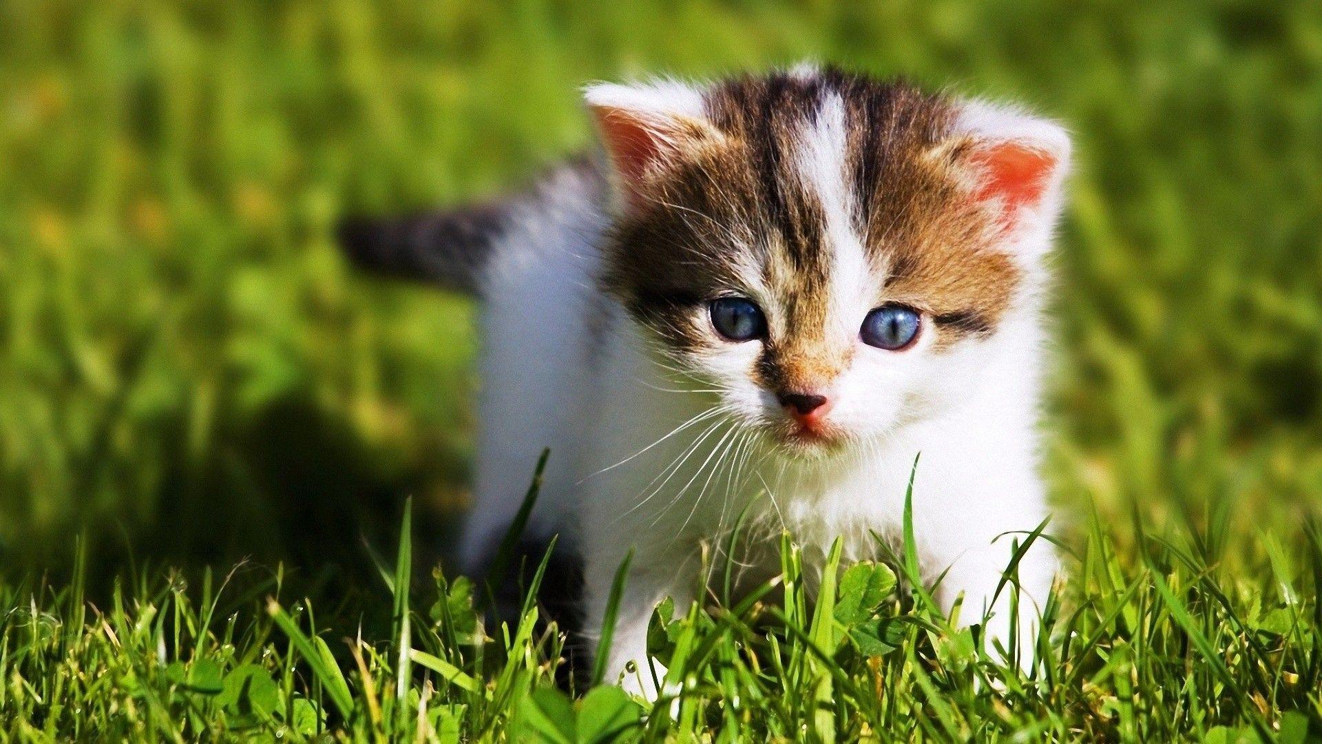 1920x1080 Baby Animal Wallpaper