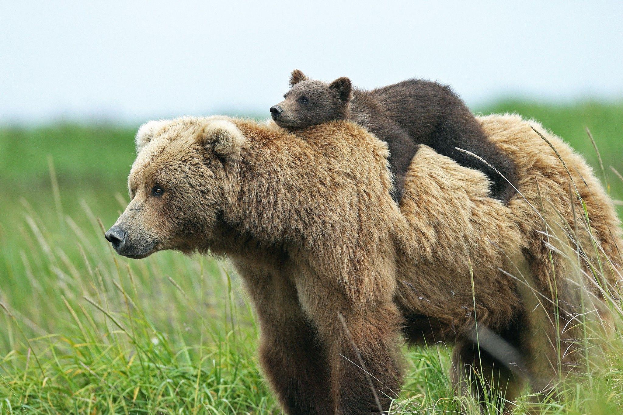 2048x1365 Download HD Wallpaper Of 331163 Animals, Bears, Baby