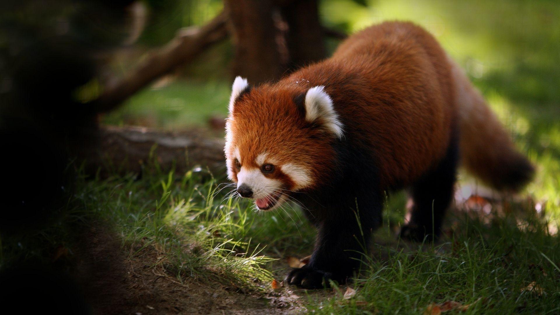 1920x1080 Cute Baby Animal Wallpaper