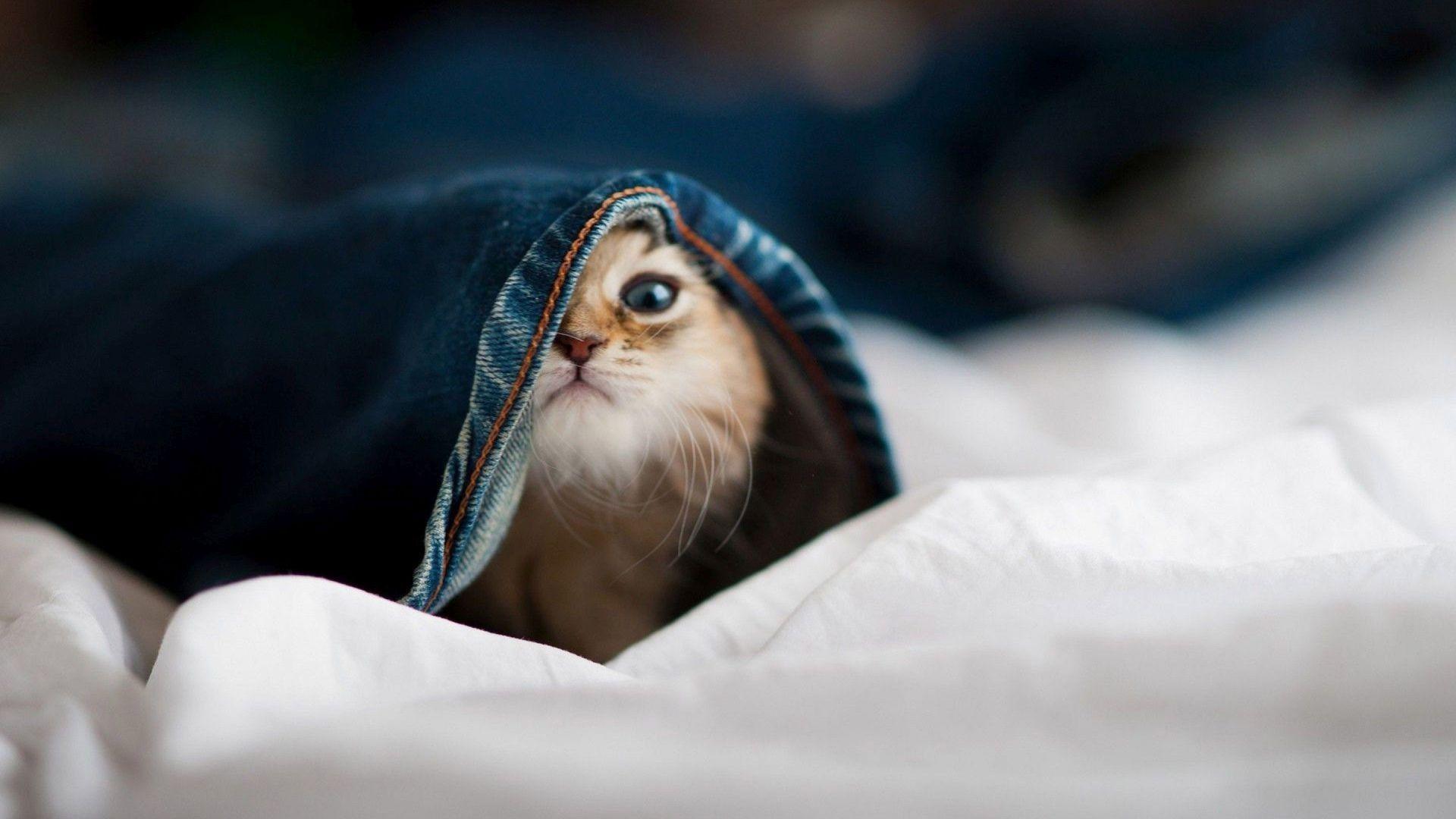 1920x1080 Cute Animal Wallpaper for Desktop