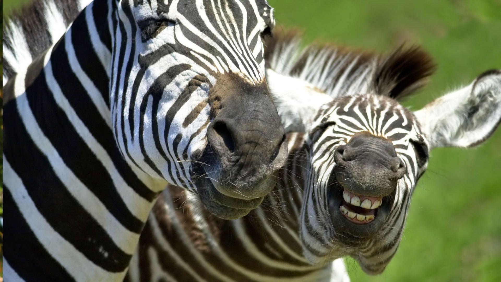 1920x1080 Animal Desktop Background