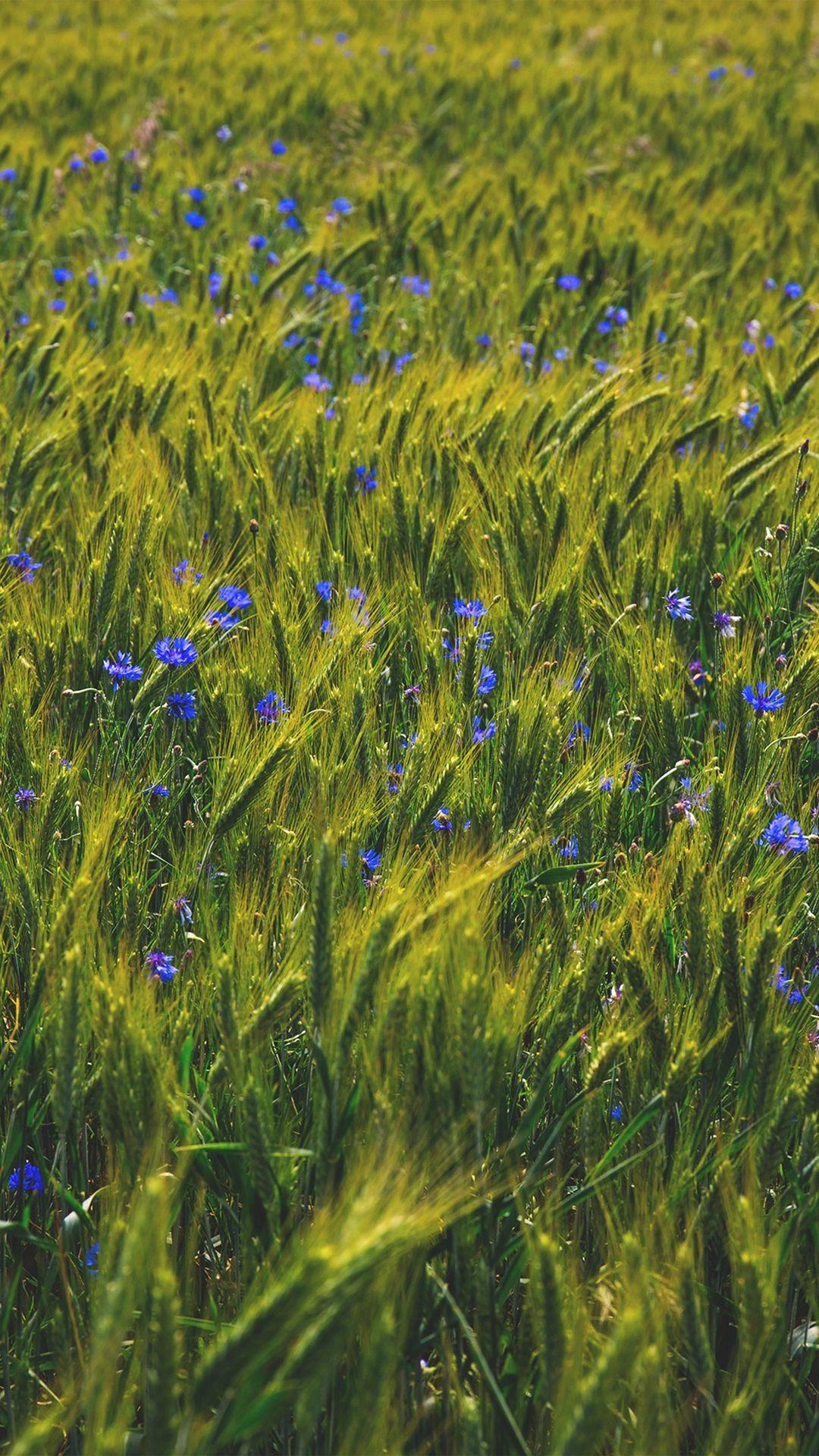 1080x1920 Flower Blue Nature Love Summer Day iPhone 8 Wallpaper Free