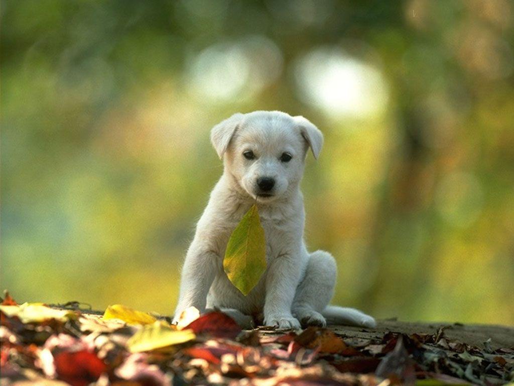 1024x768 Wallpaper With Animals