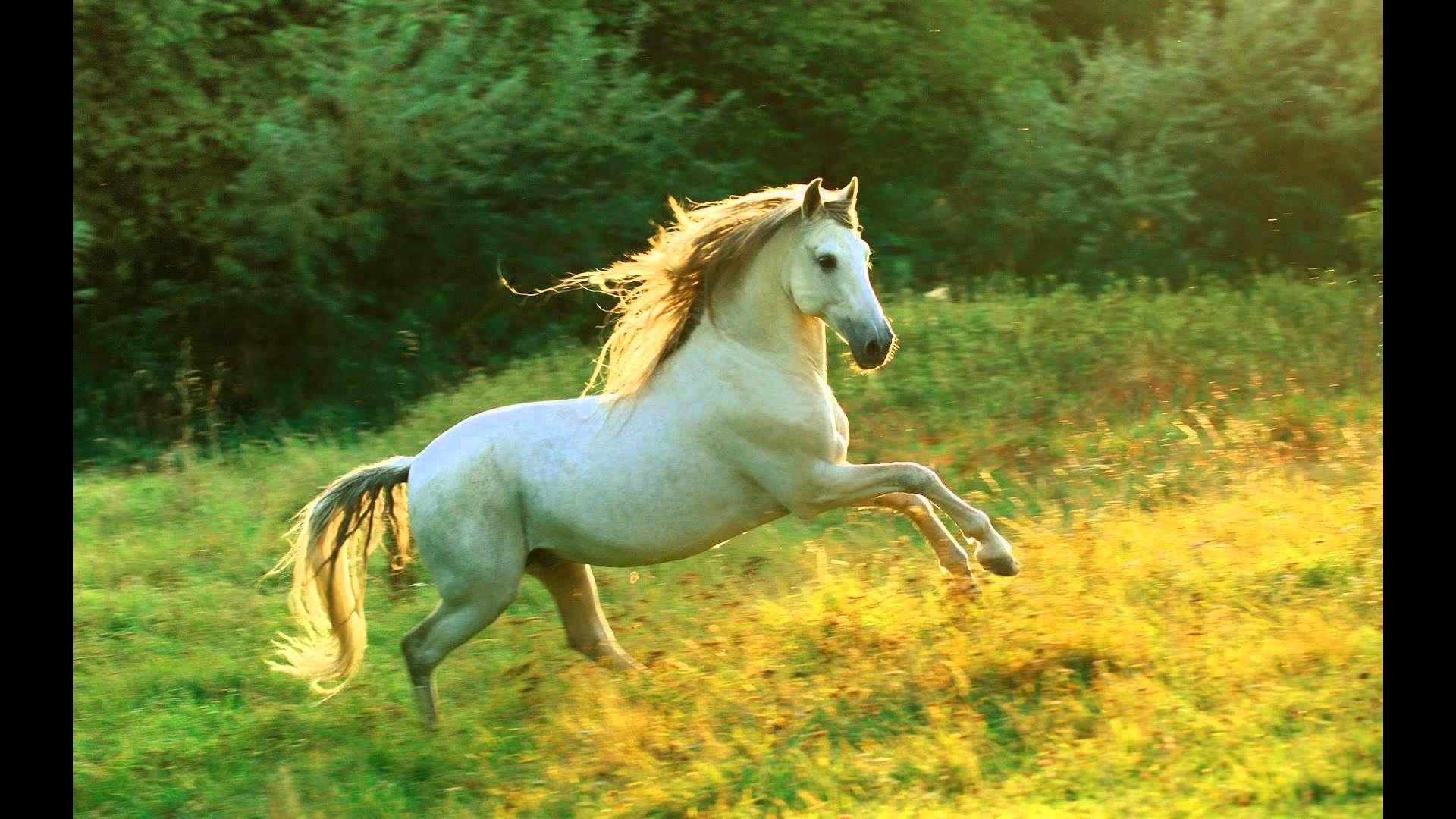 3D Animal Wallpapers Top Free 3D Animal Backgrounds WallpaperAccess