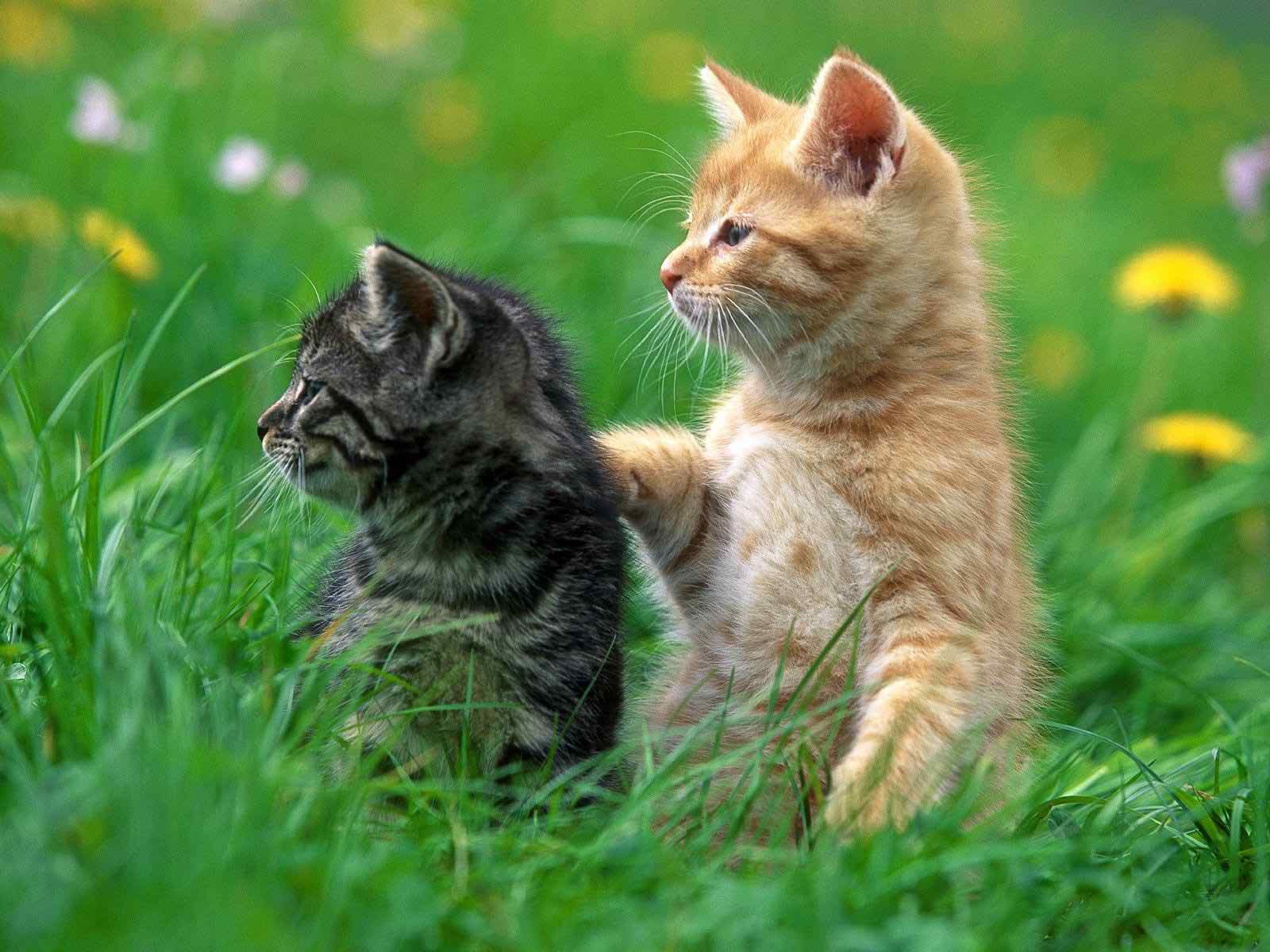 1600x1200 Animals Wallpaper 3D
